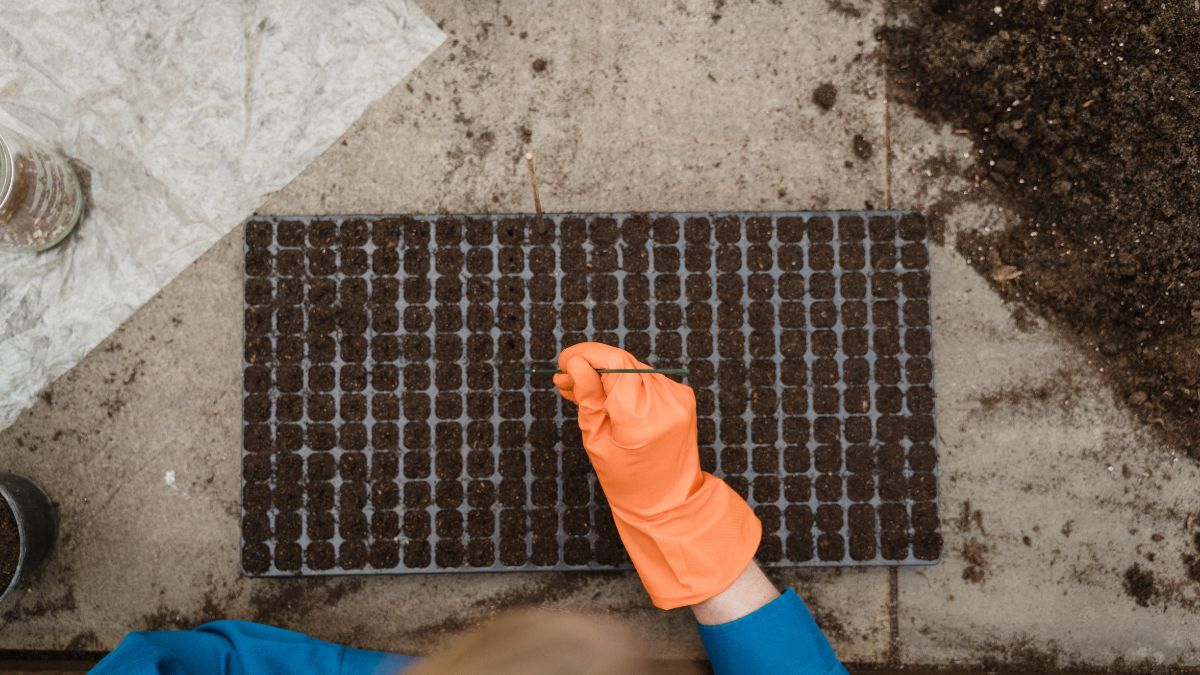 トマトの種まき（播種）の時期と方法