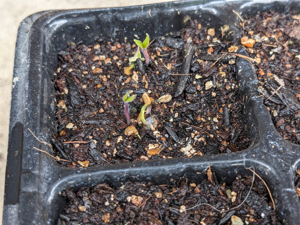 発芽後のトマト