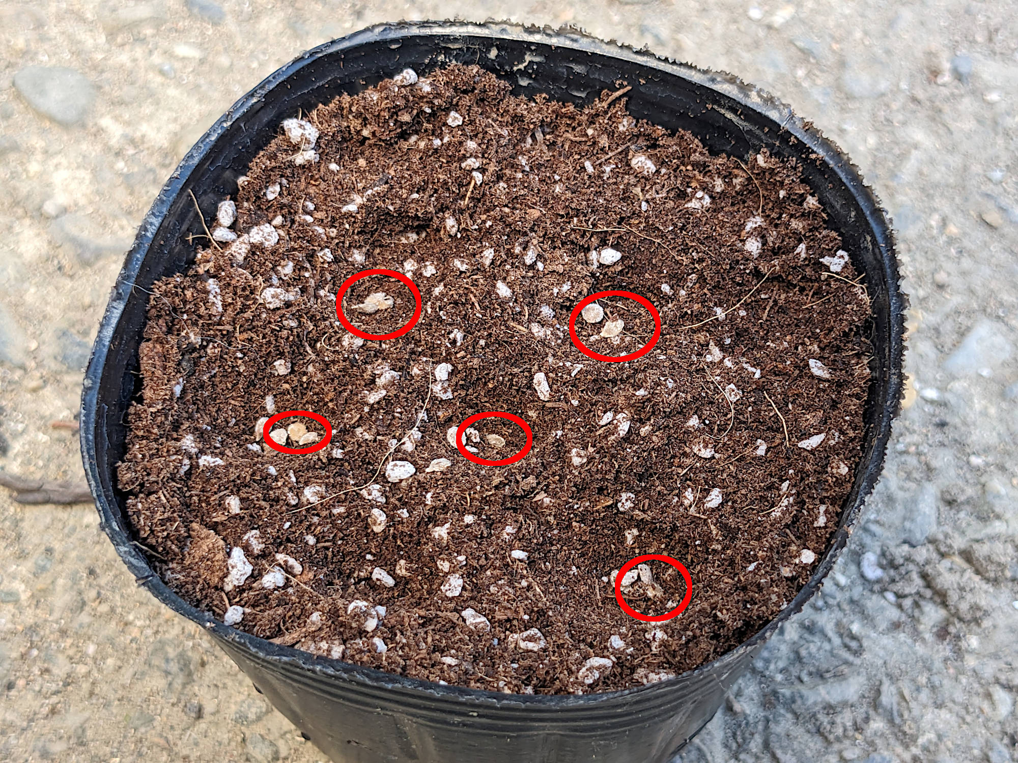 トマトの種まき