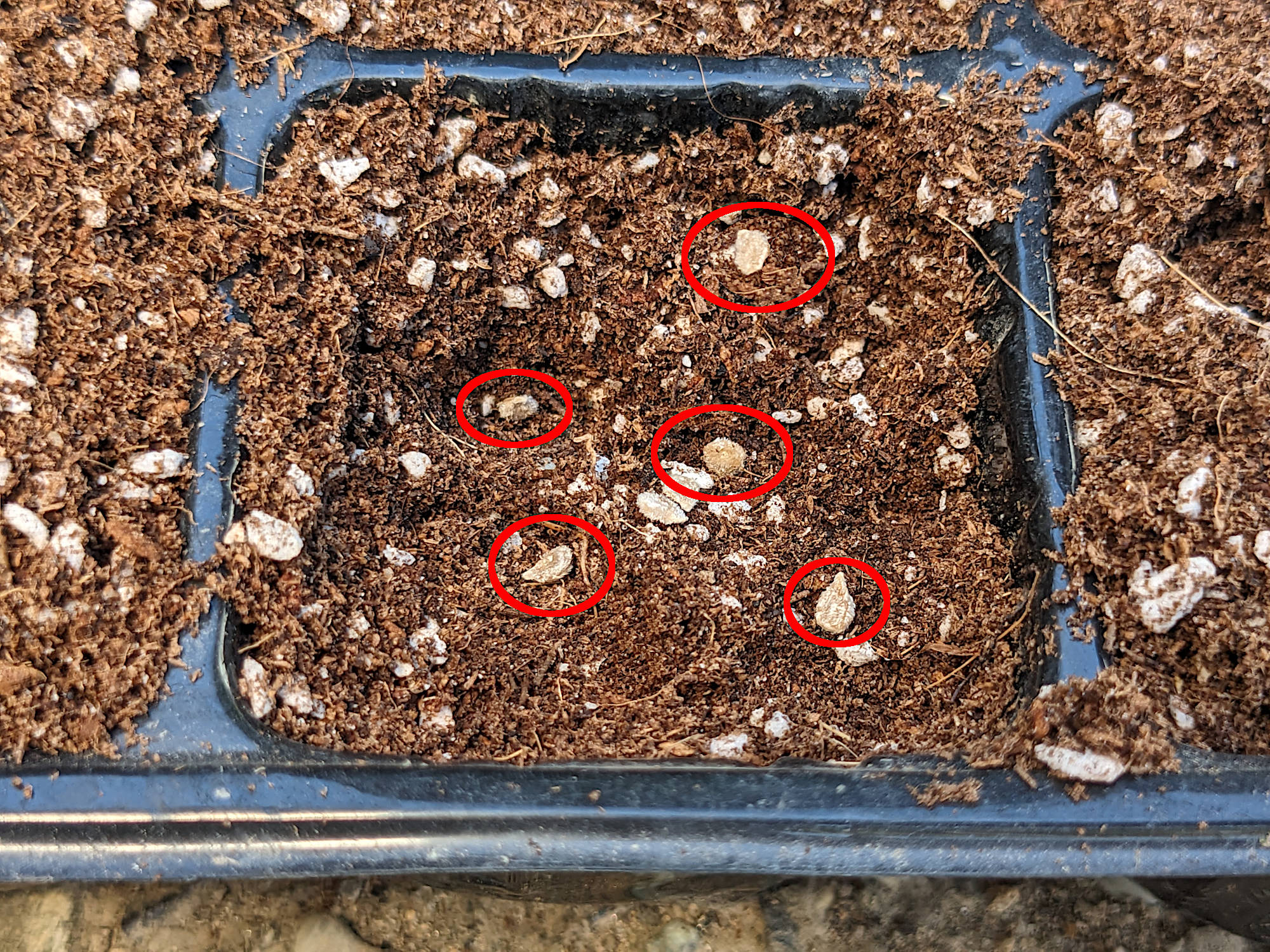 トマトの種まき