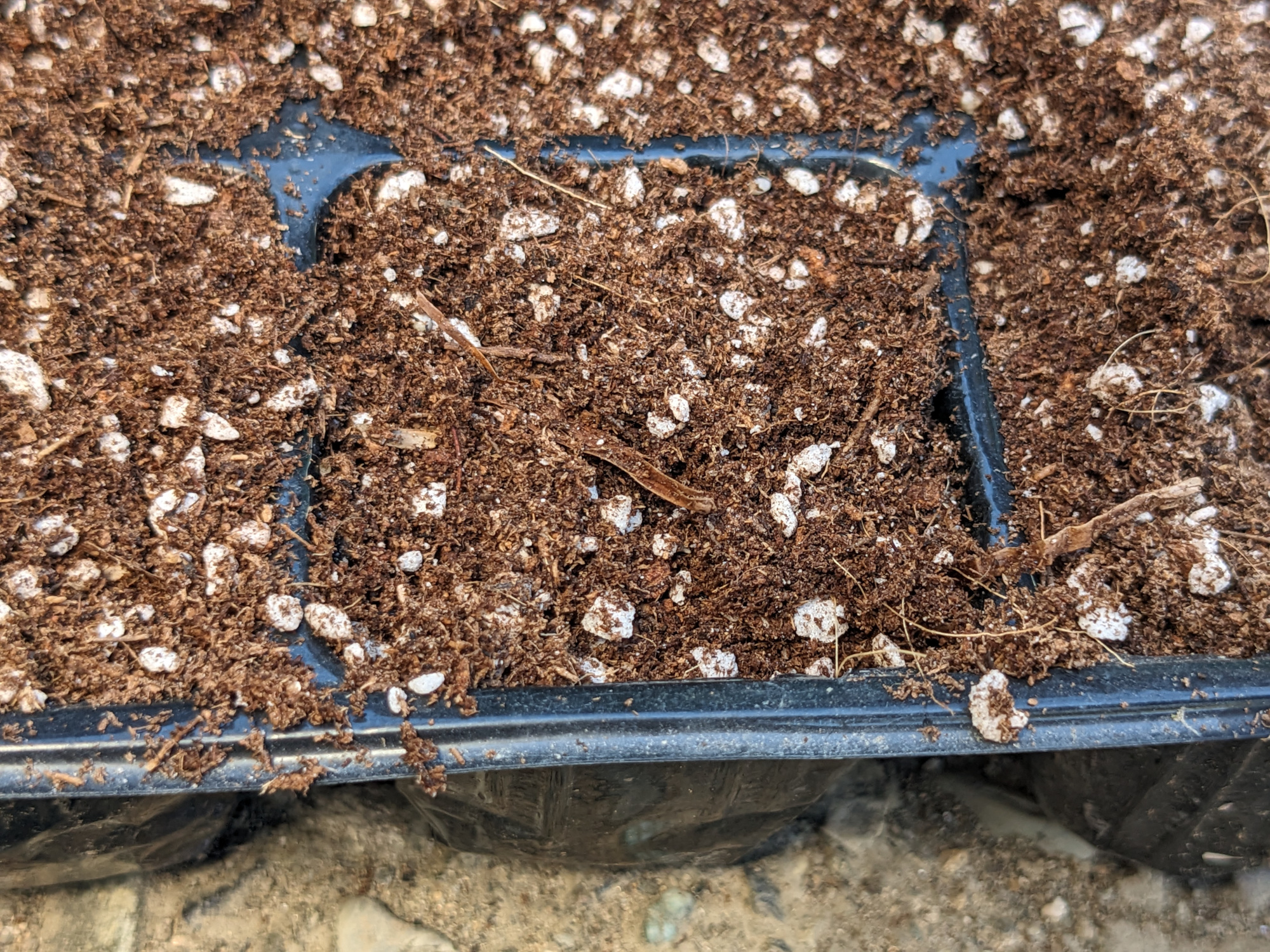 種の上に被せた土