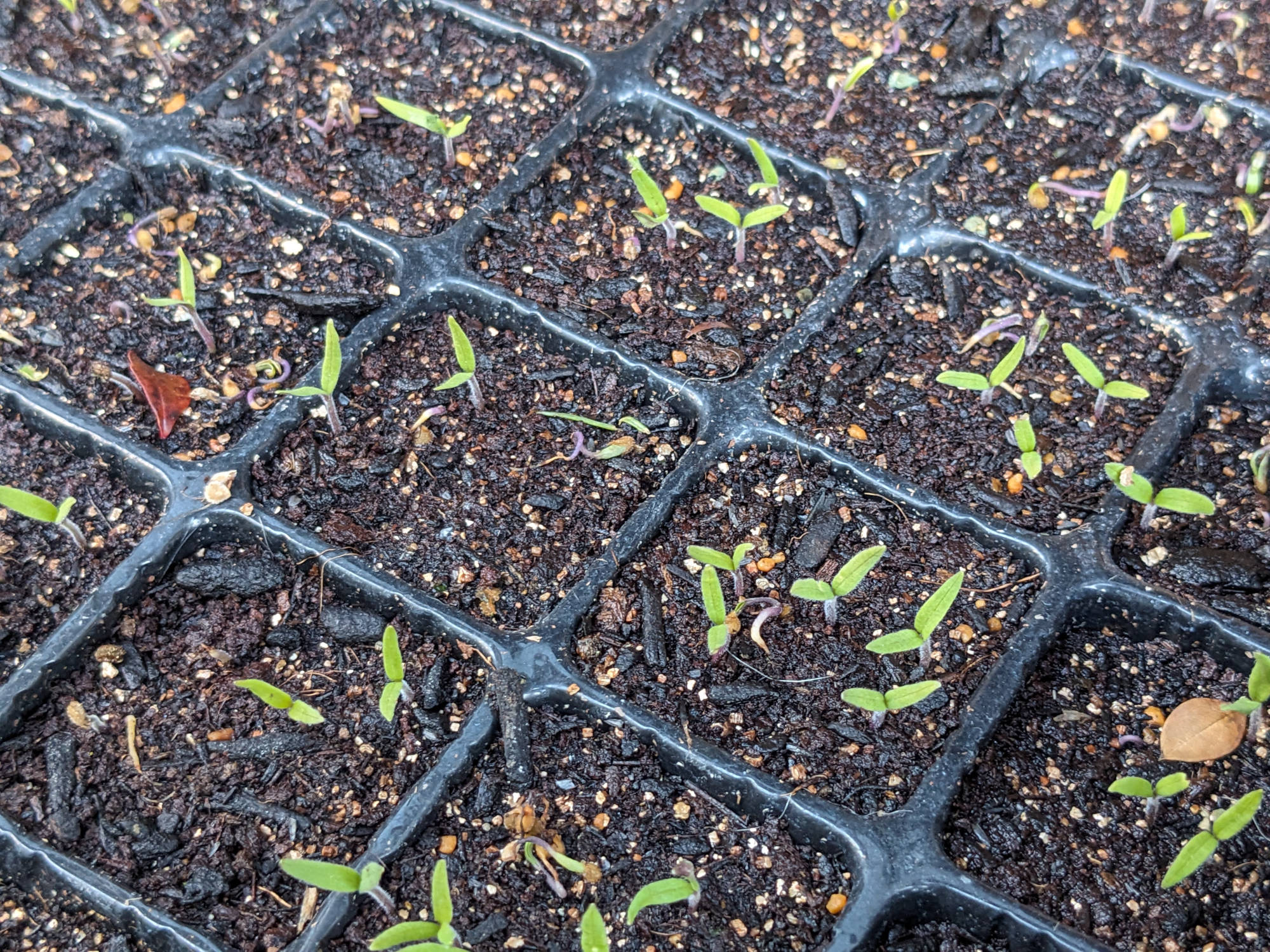 発芽後のトマトの芽