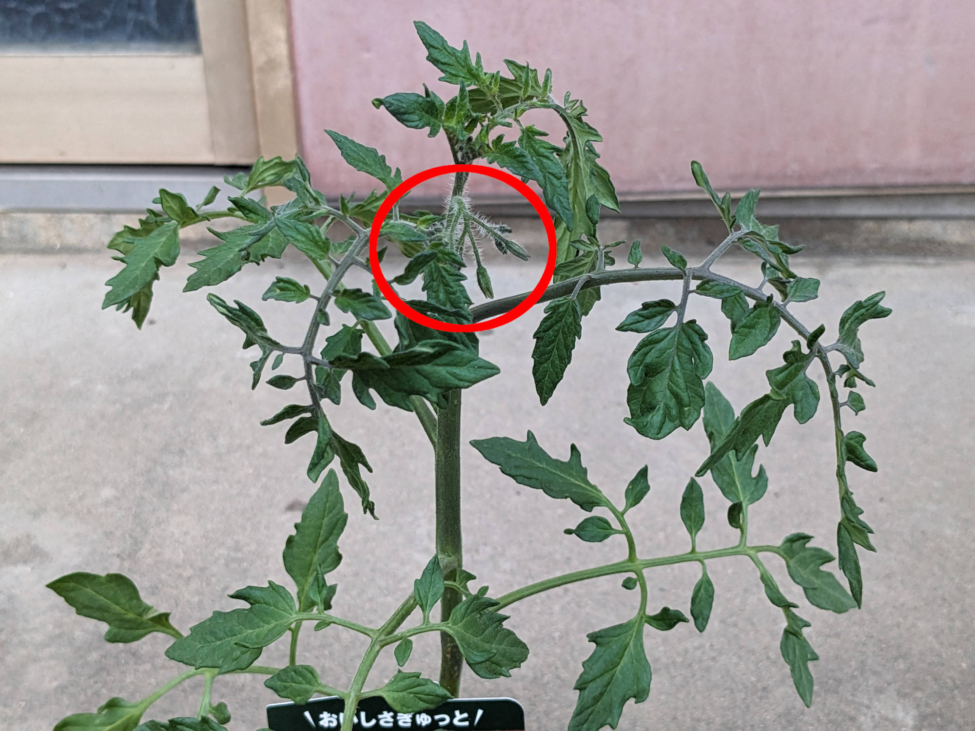 トマトの第一花房