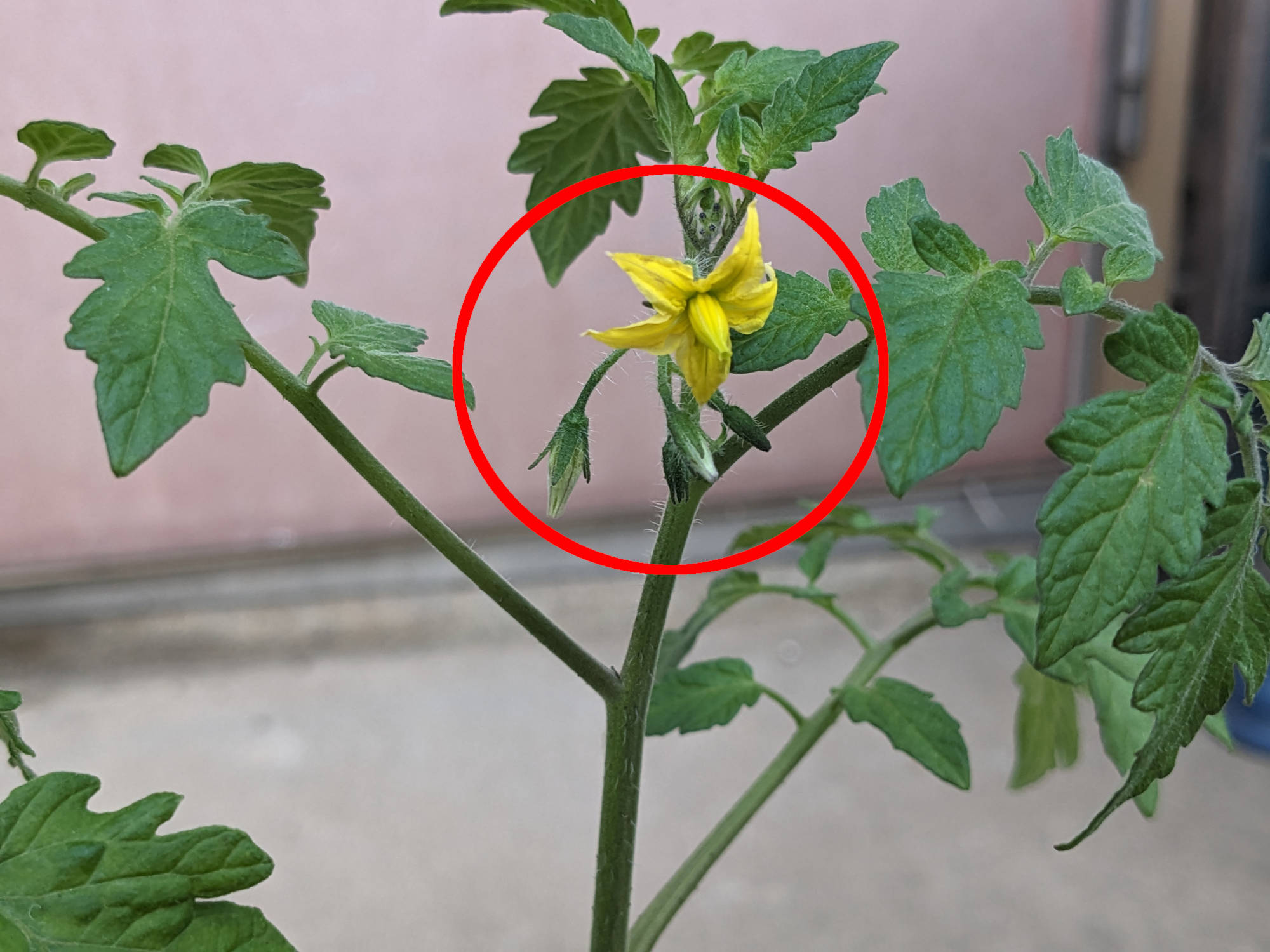 トマトの第一花房