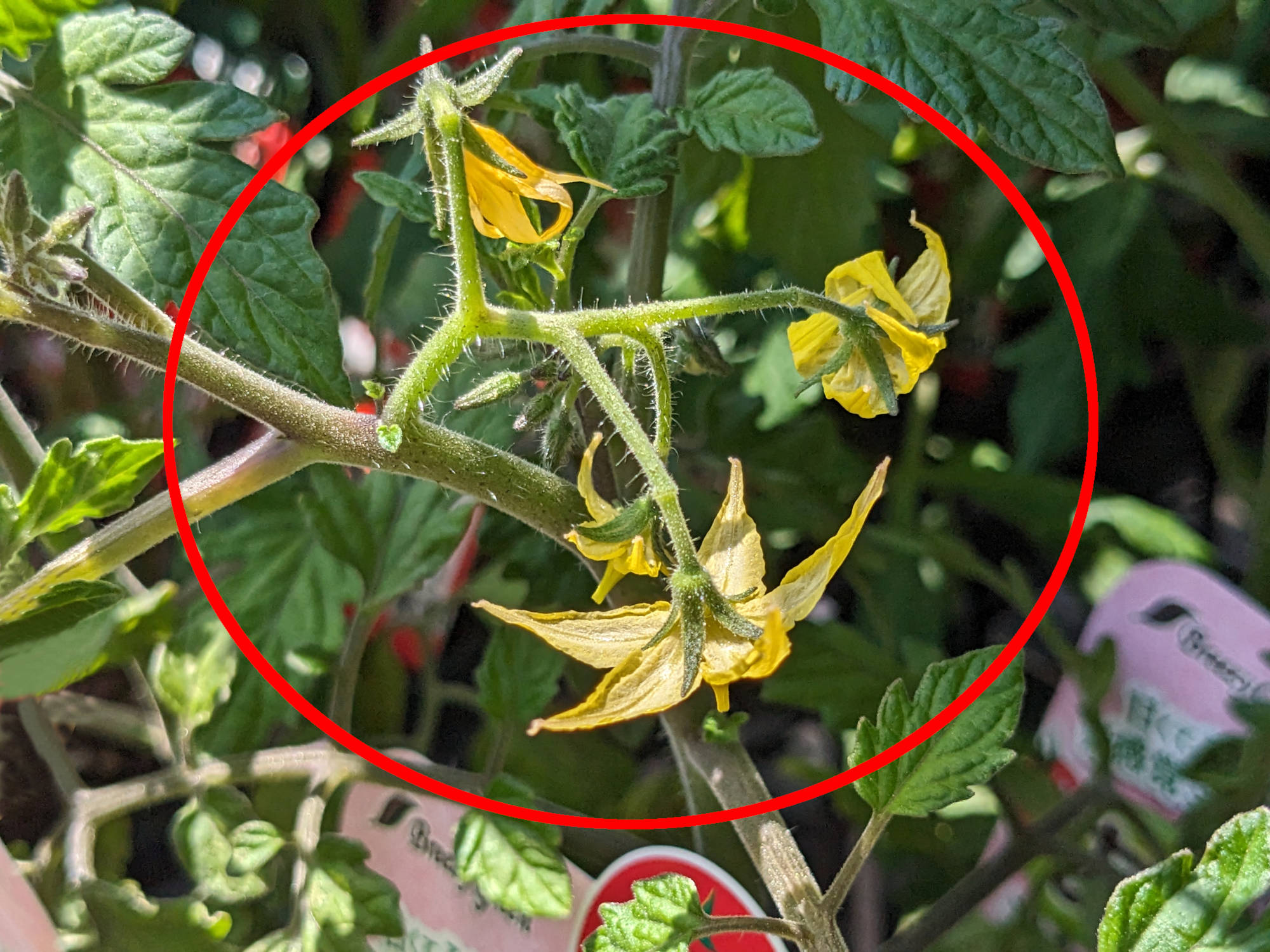 花が咲いた第一花房