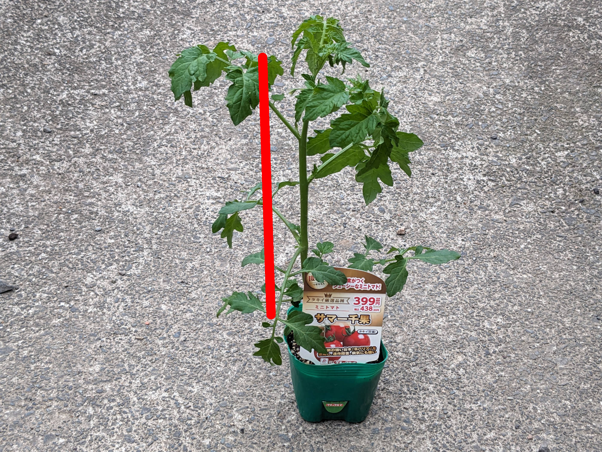 まっすぐに育ったトマト苗