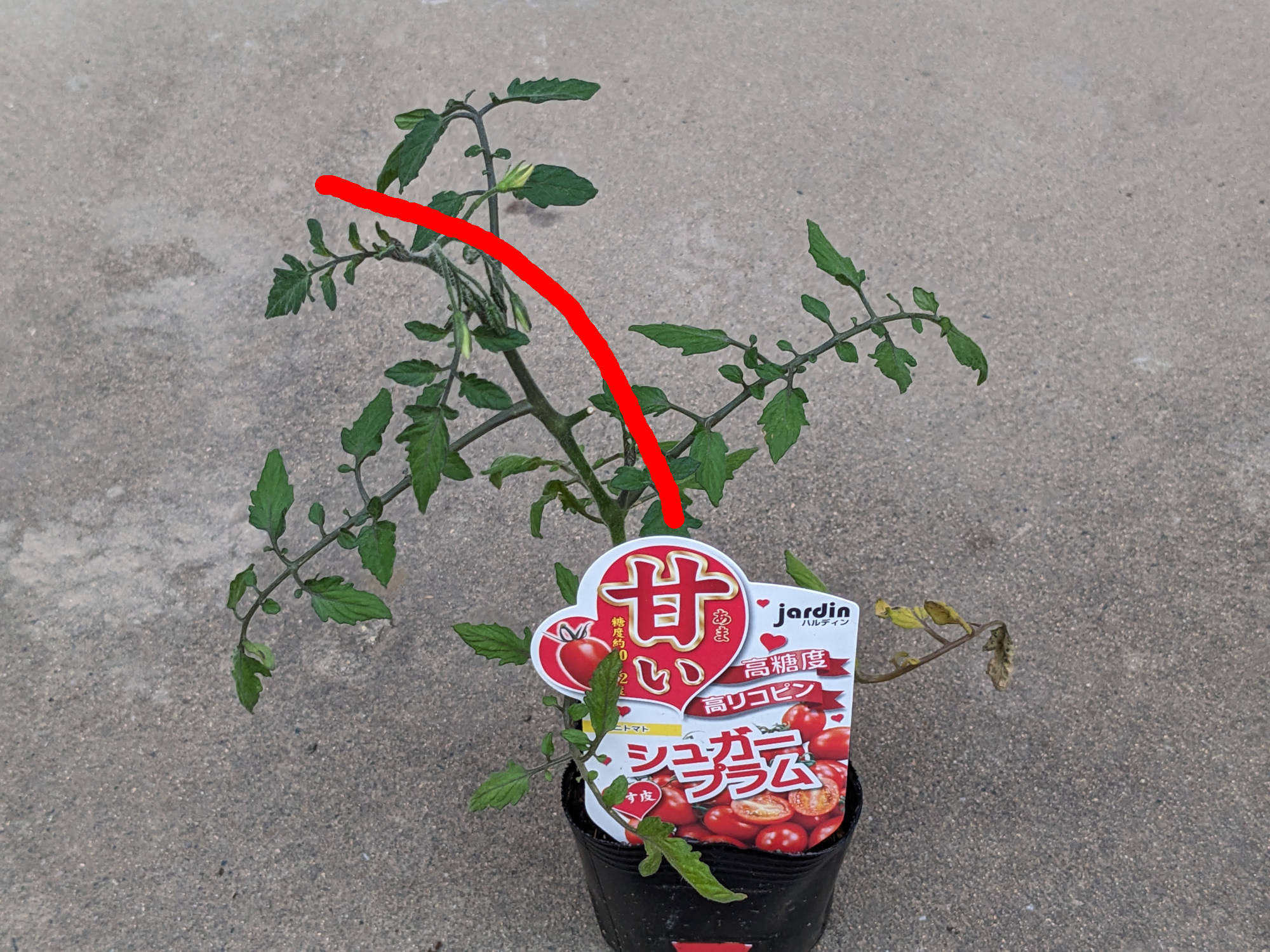 曲がったトマト苗