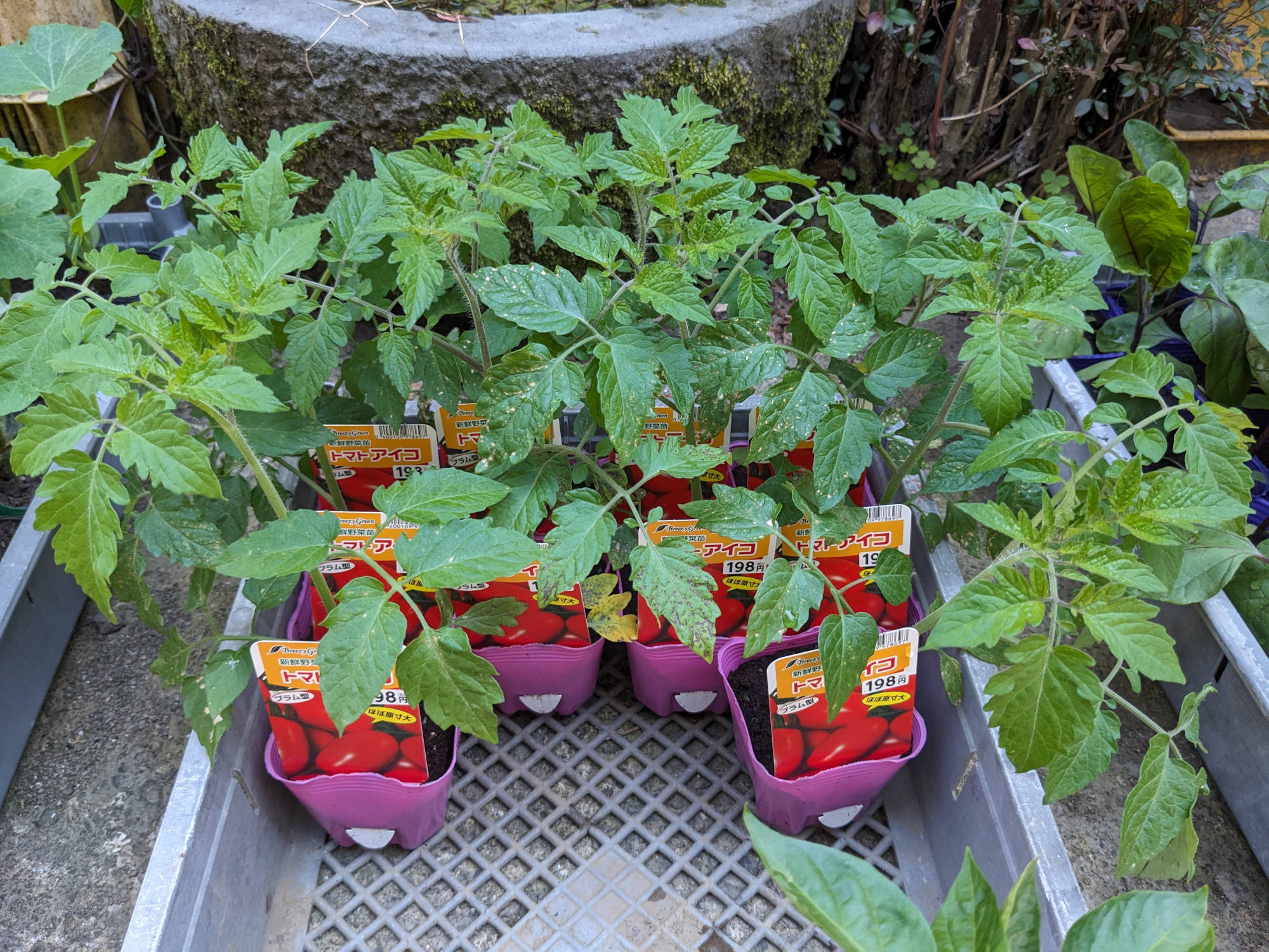 購入したアイコの苗