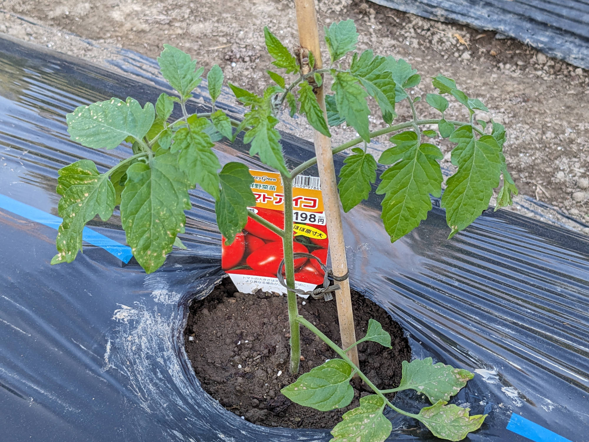 アイコの苗を定植