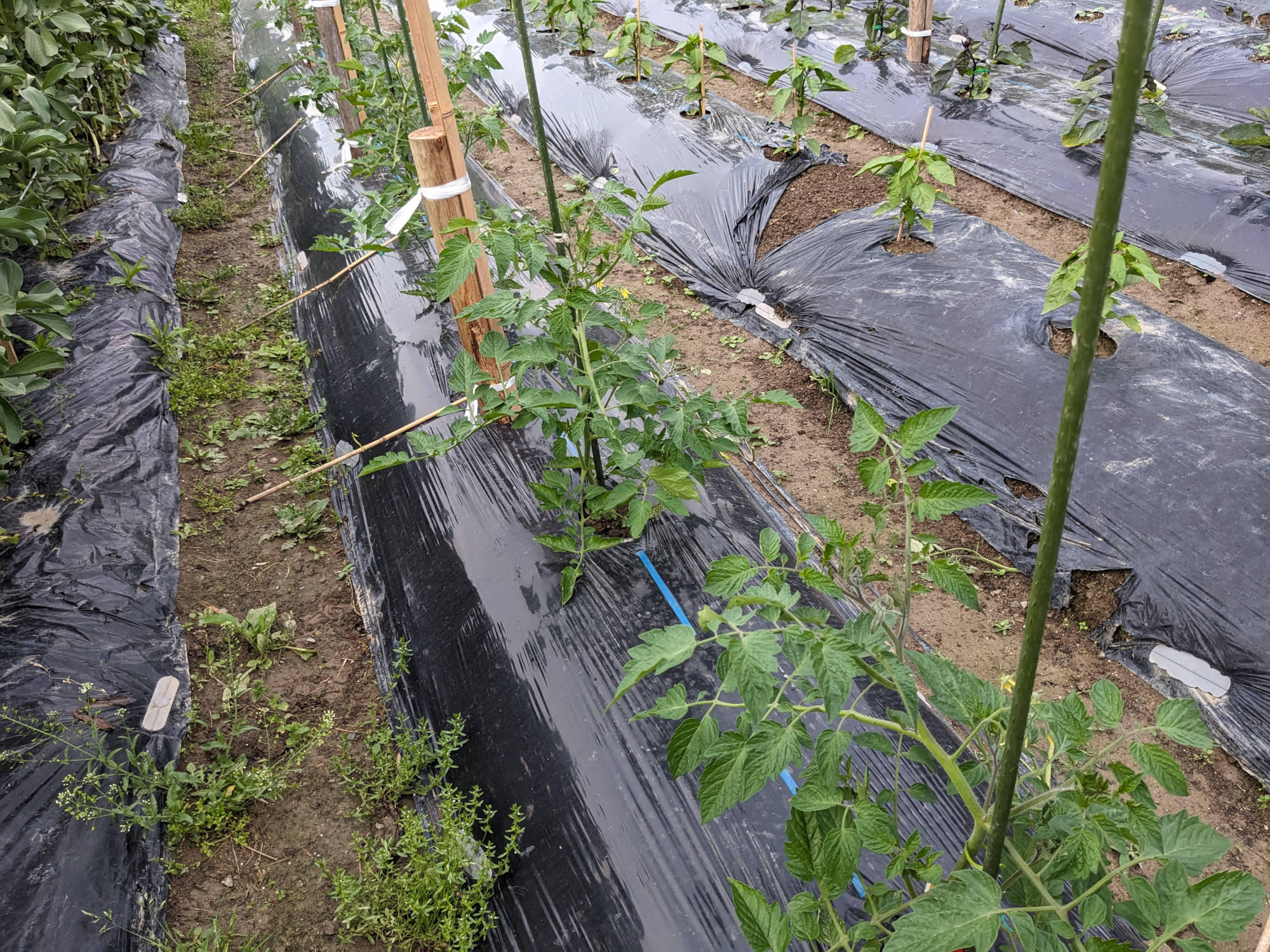 畑に植えたアイコ