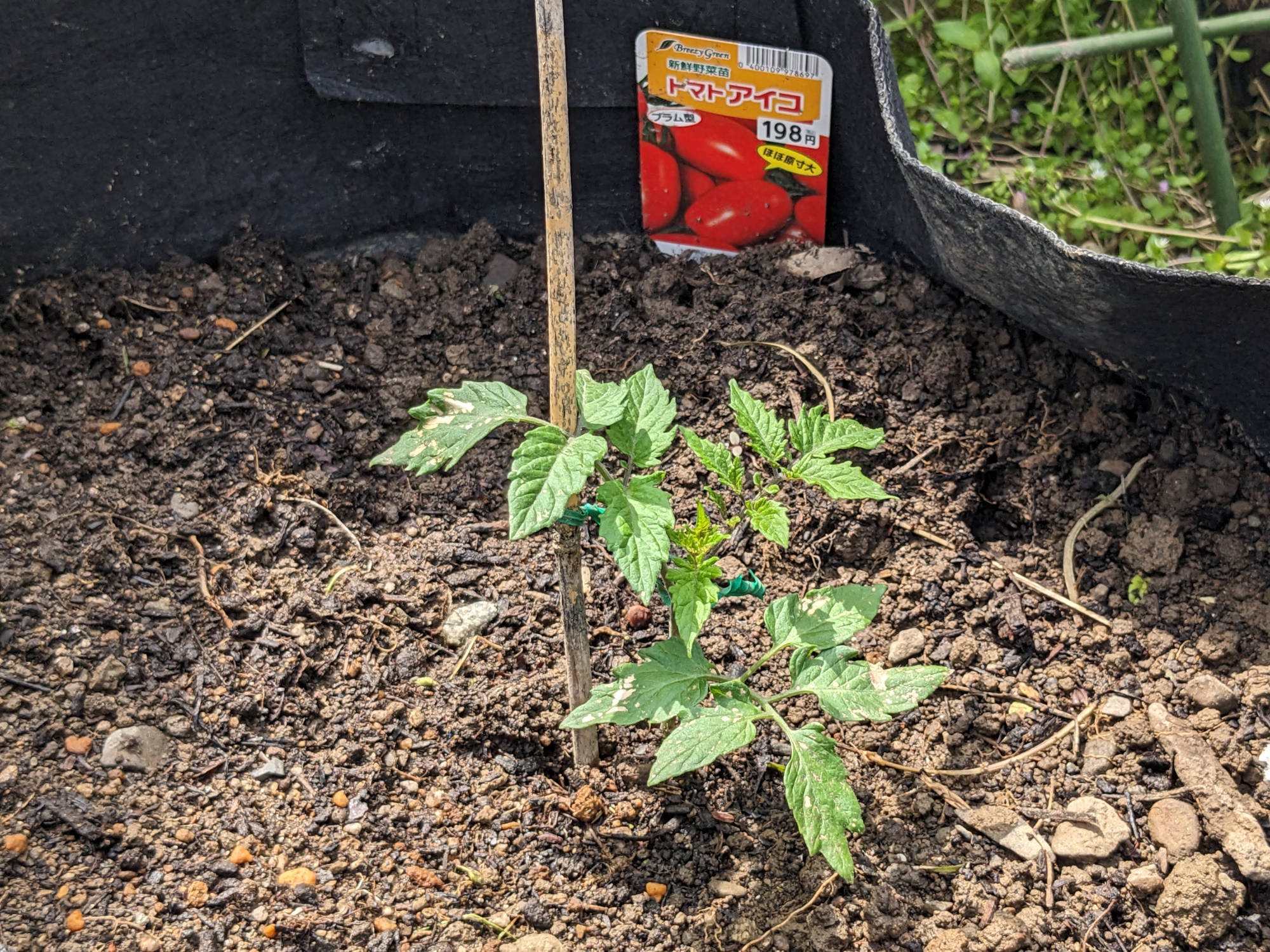 プランターに植えたアイコの苗