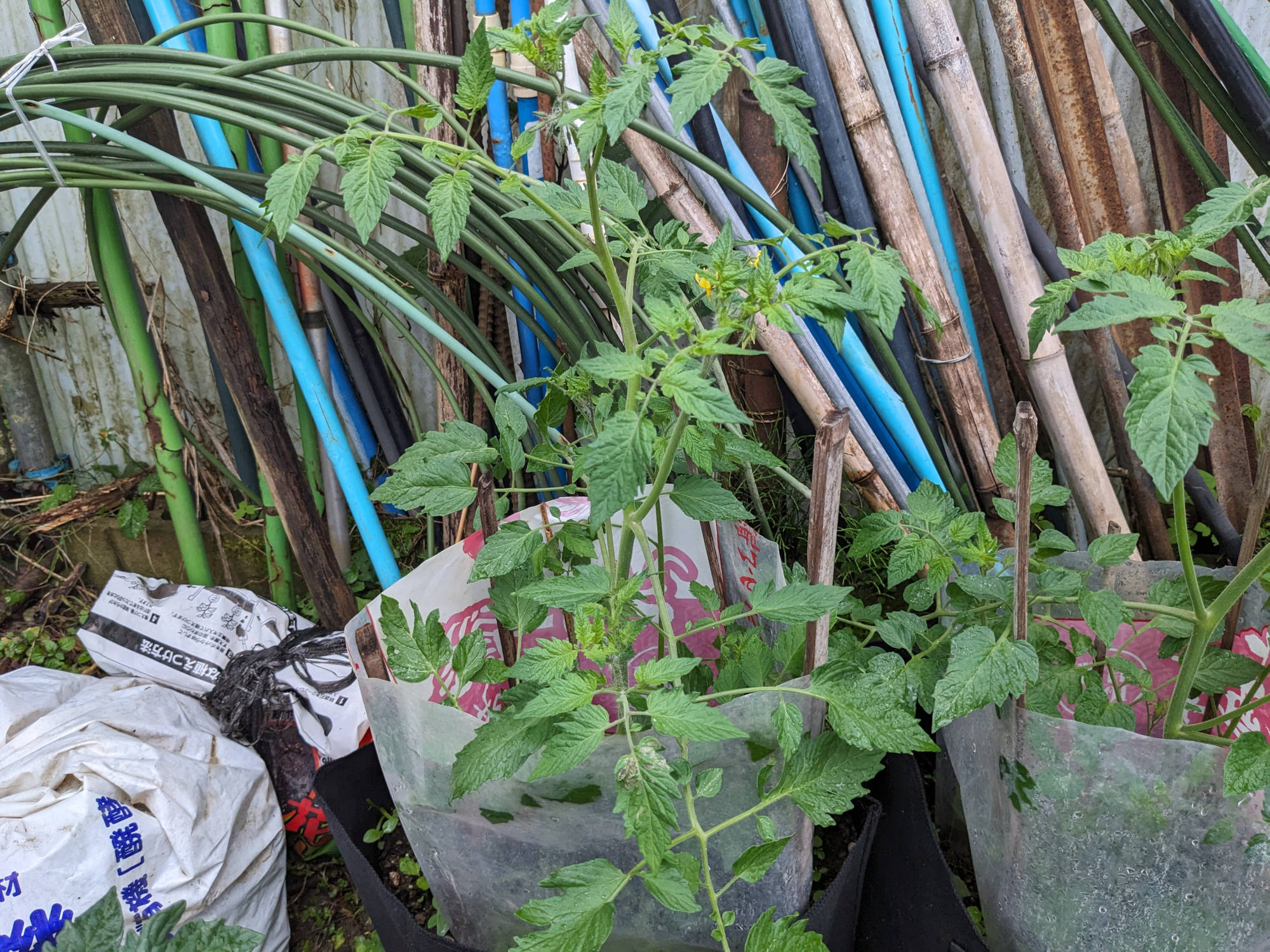 大きく育ったアイコ