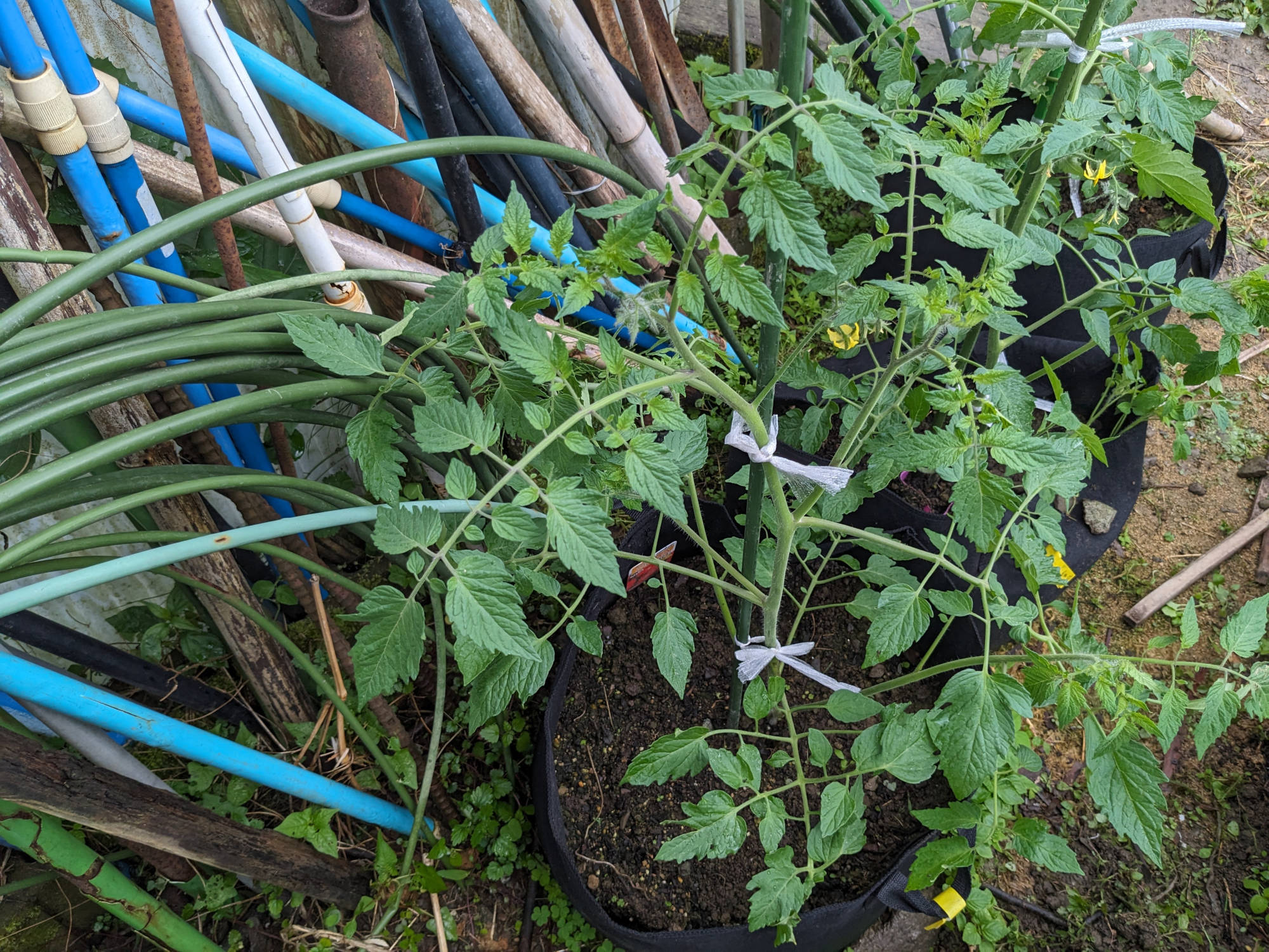 大きく育ったアイコ