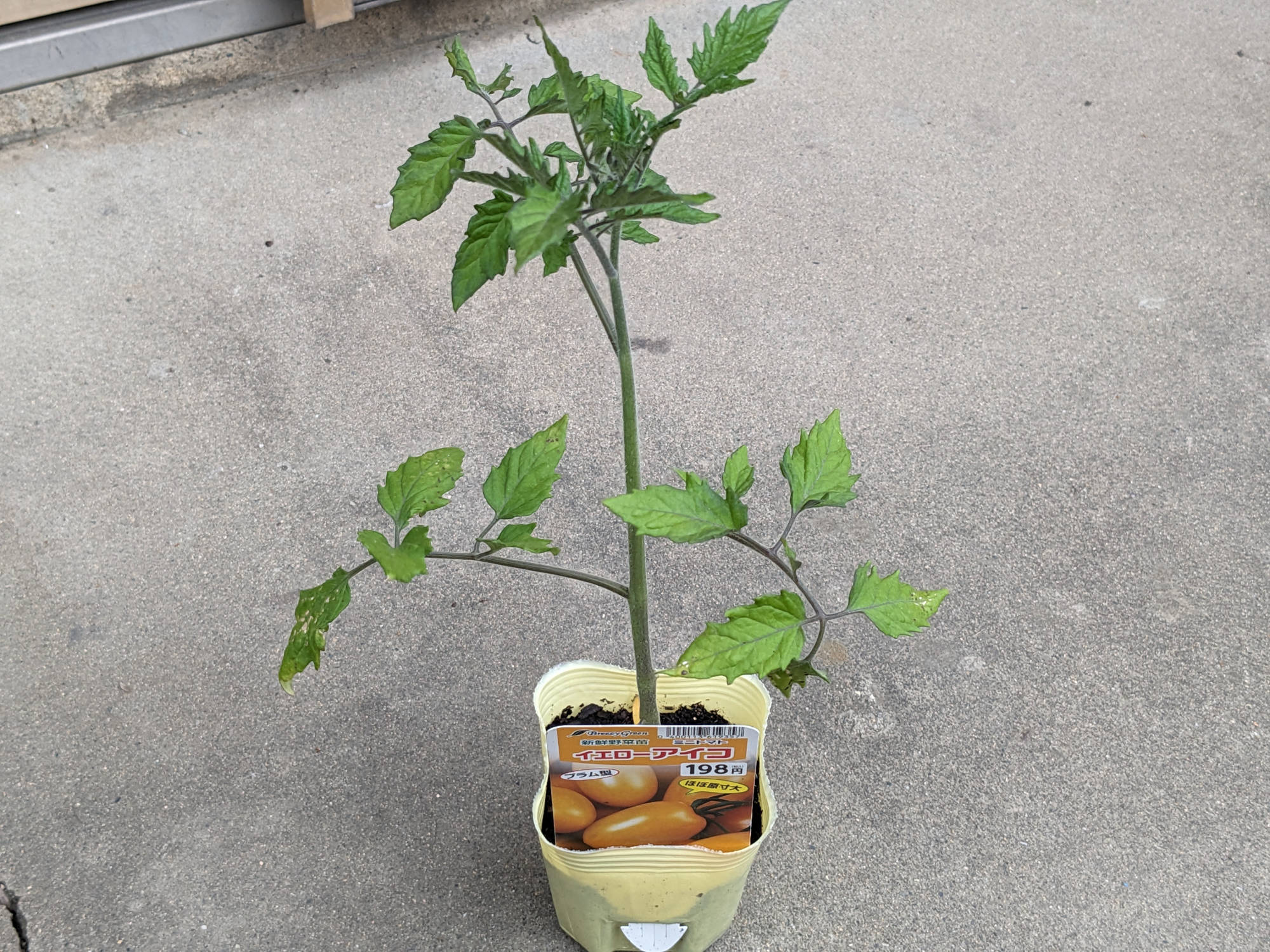 イエローアイコの苗