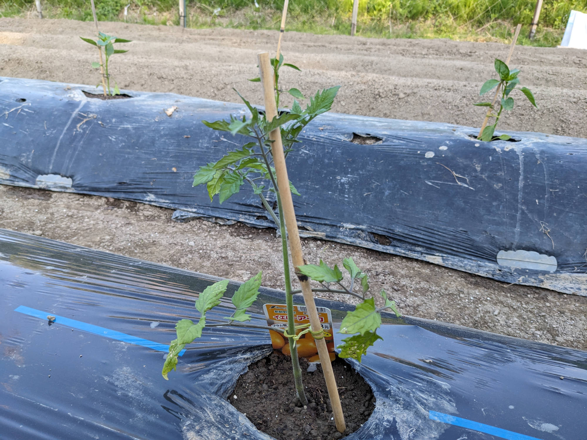 イエローアイコの苗を定植