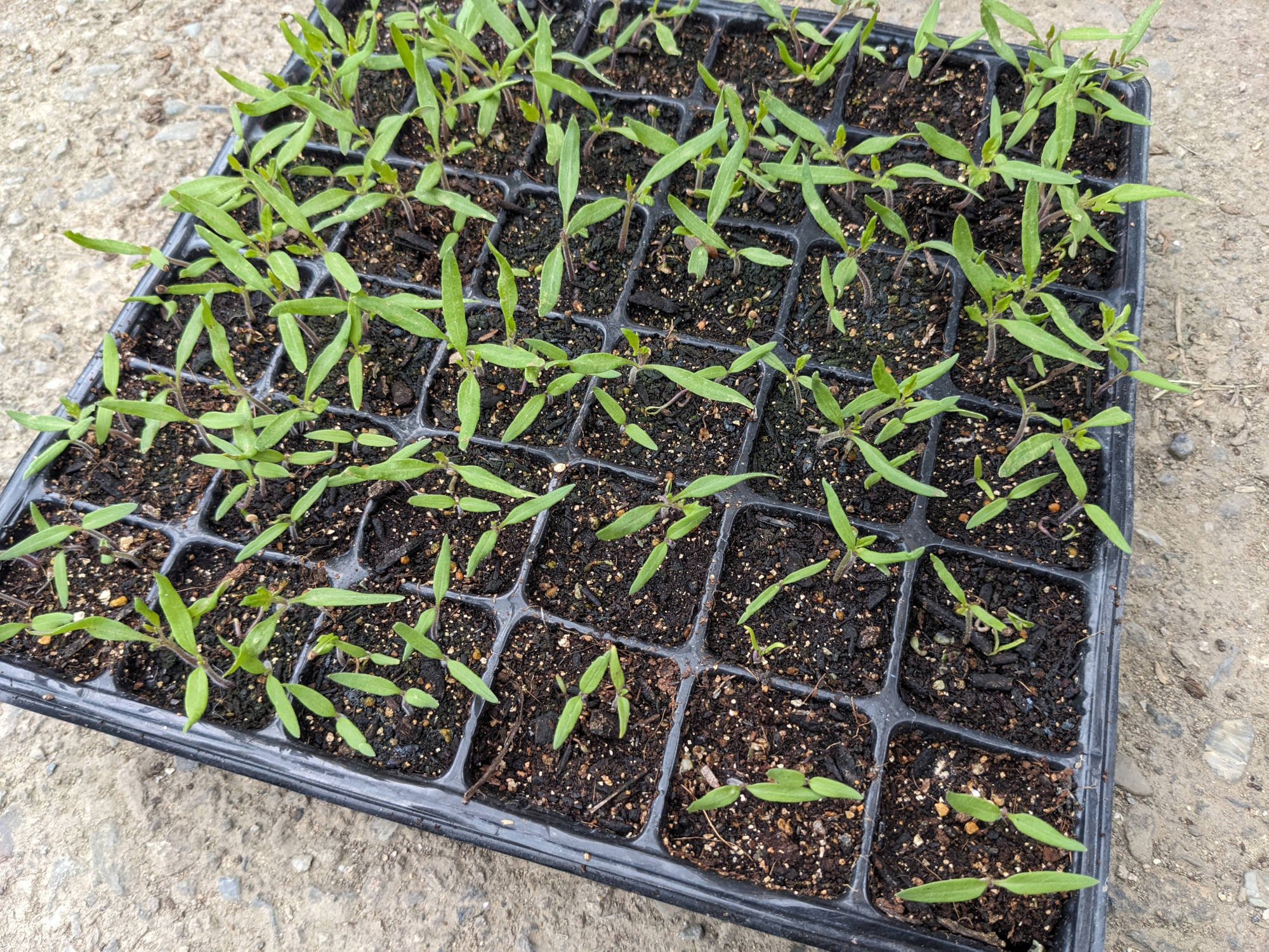 発芽したアイコ