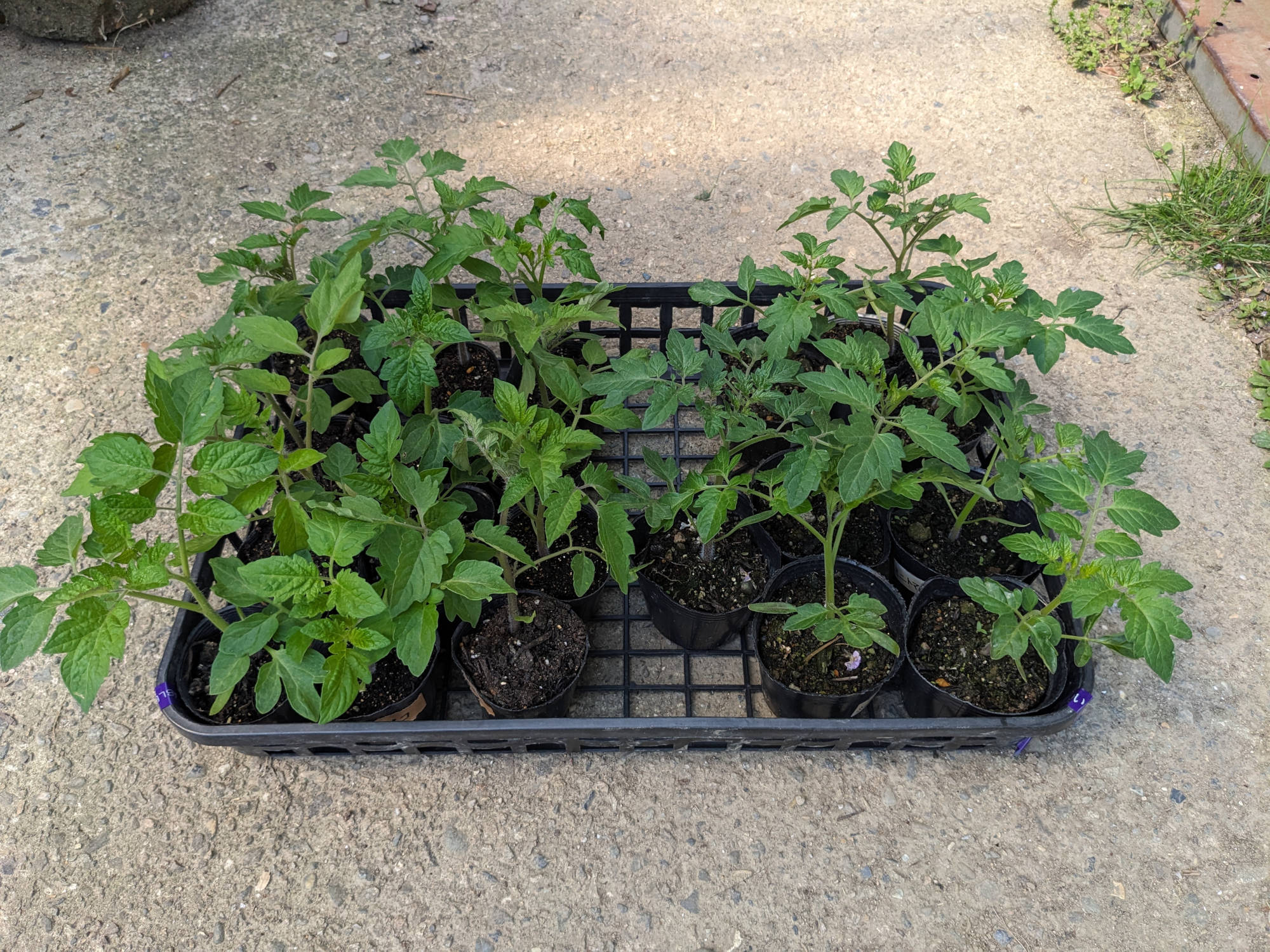 大きくなったアイコの苗