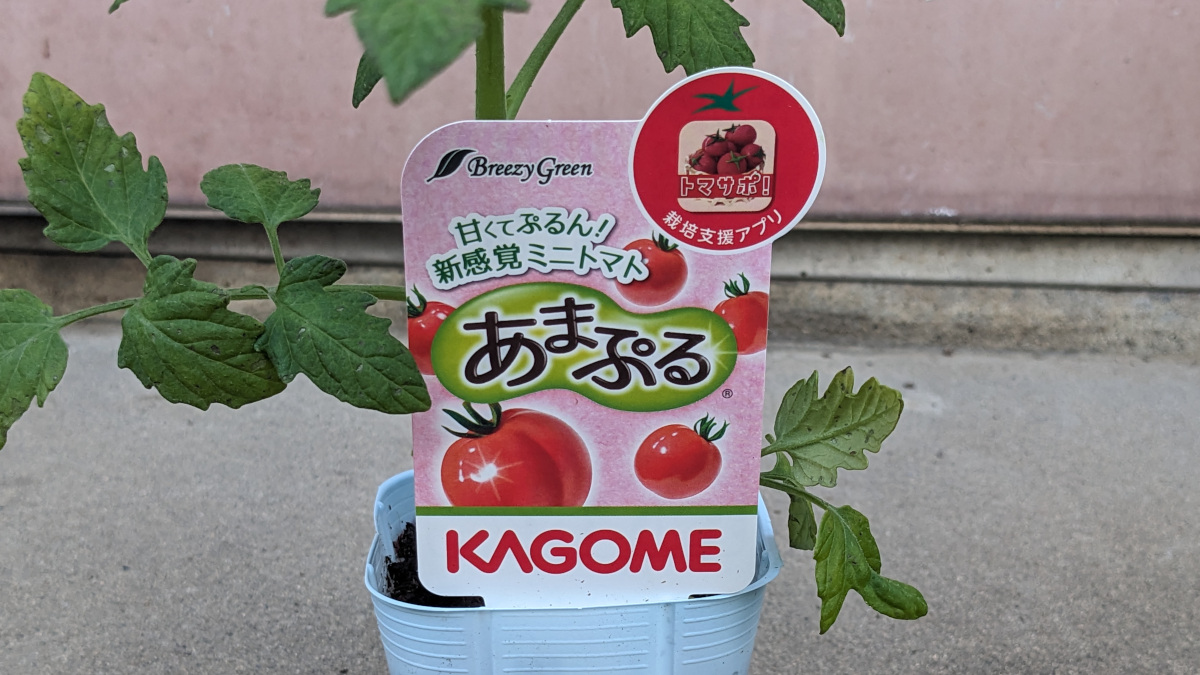 超薄皮ミニトマト「あまぷる」を育ててみることに!