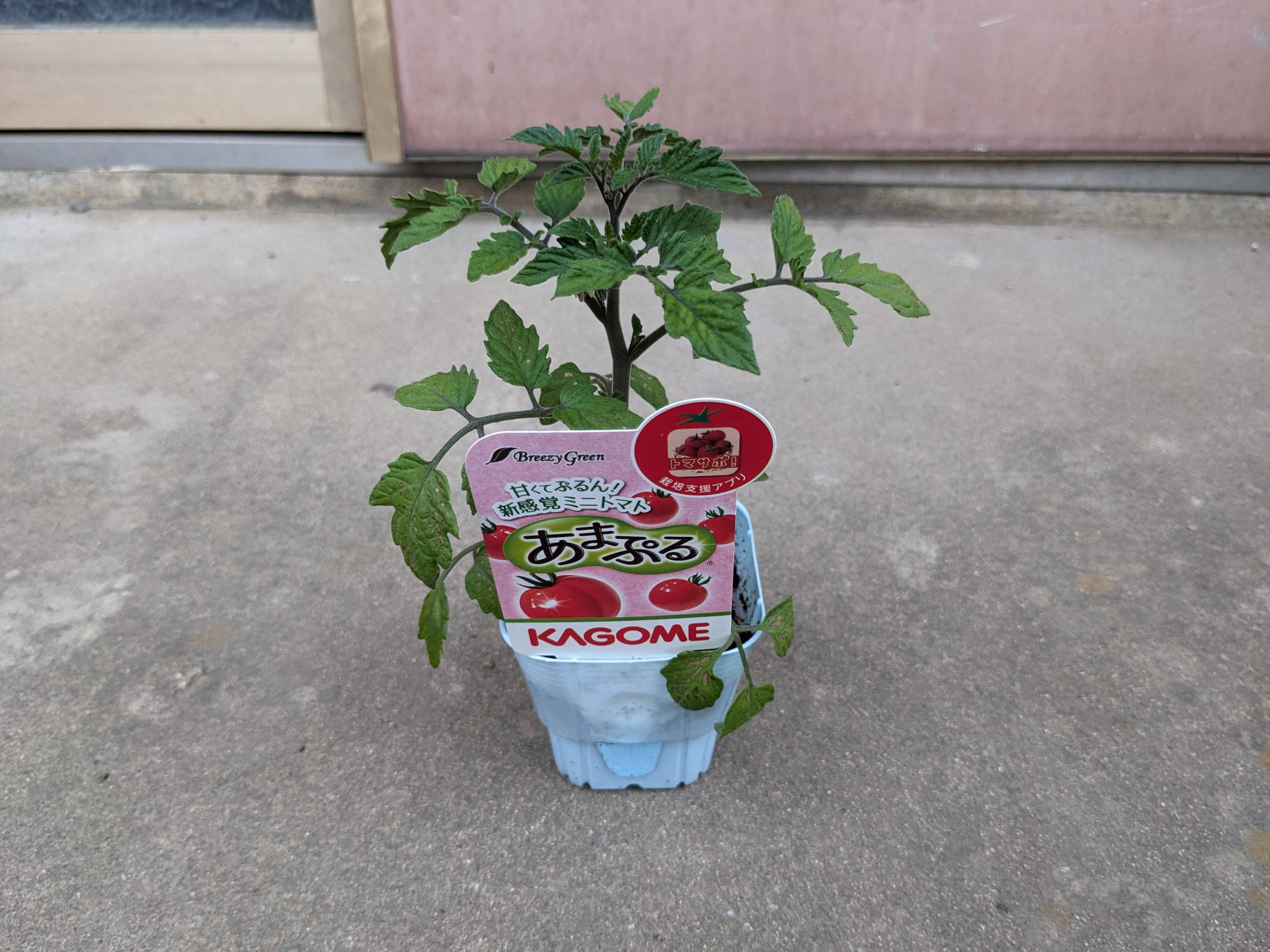 コメリで購入した「あまぷる」の苗