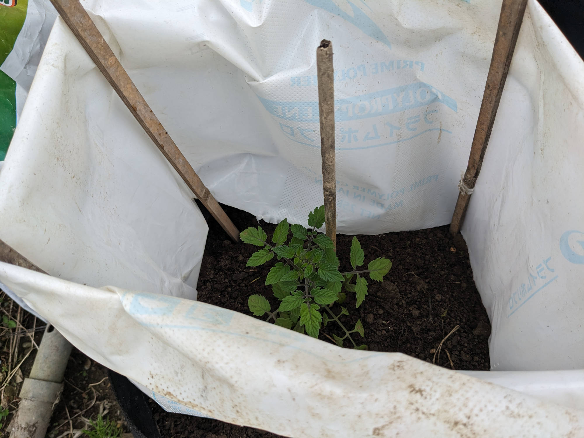 トマト苗に風よけ