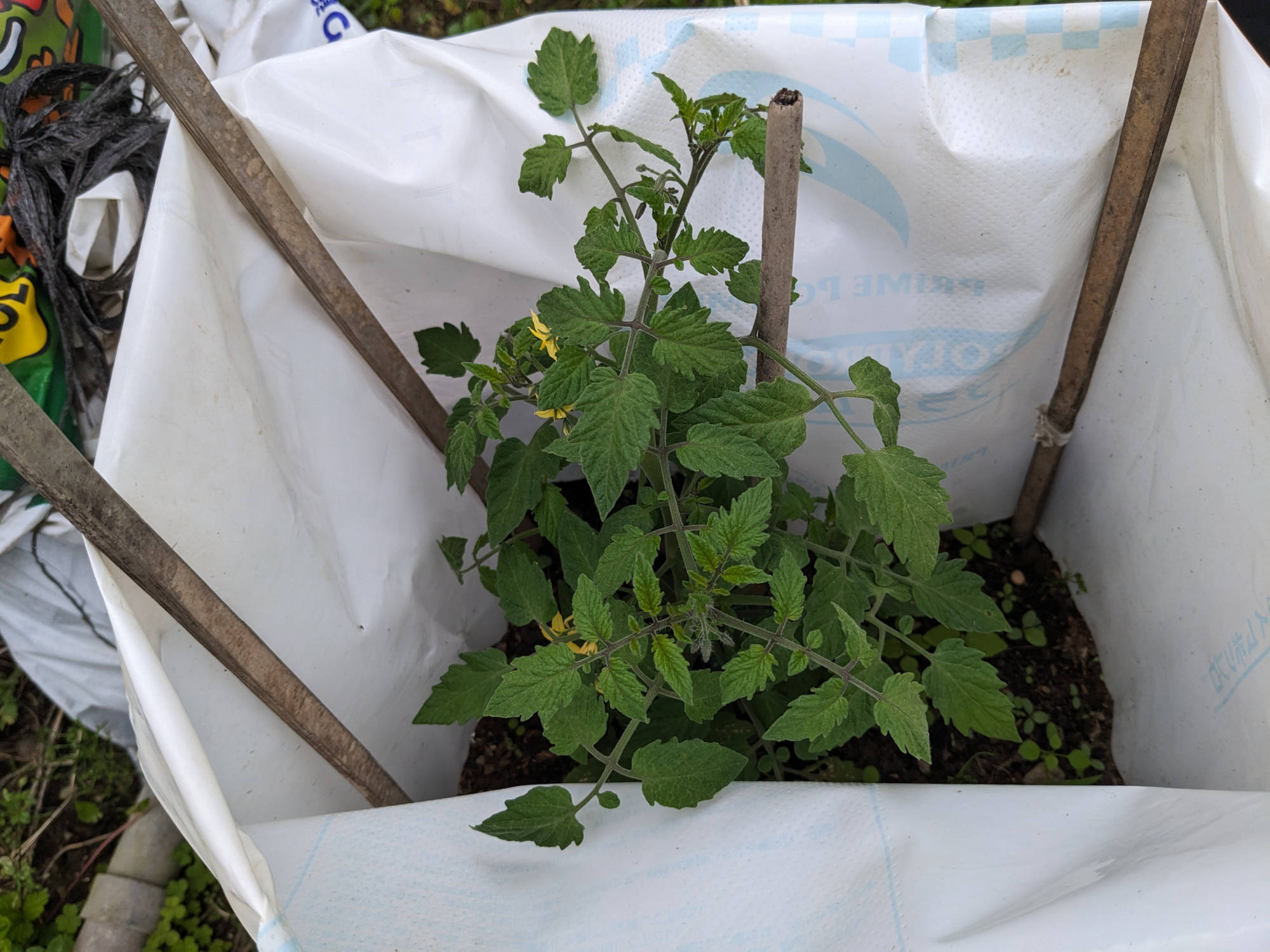 定植20日後の「あまぷる」の苗