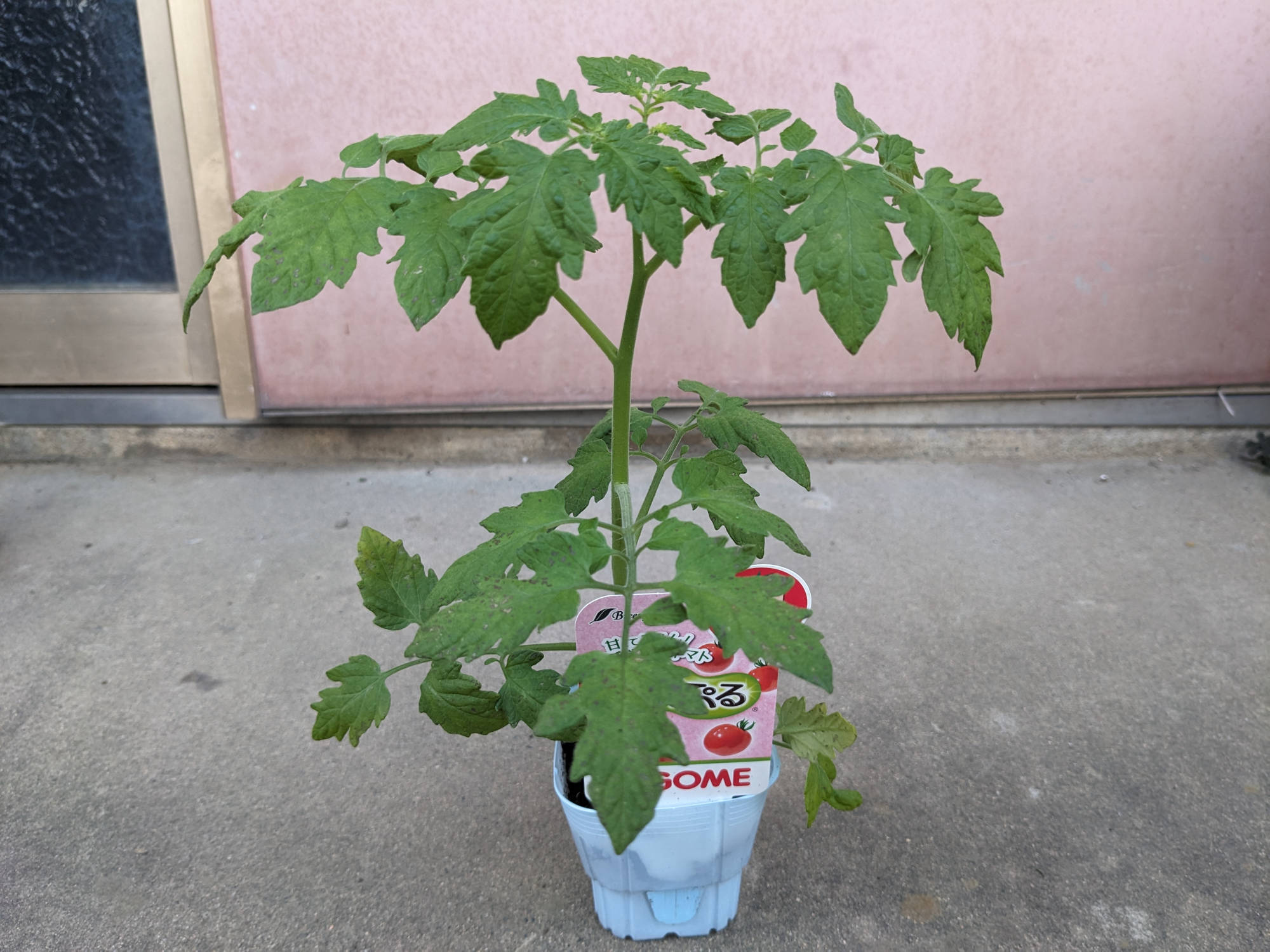 コメリで購入した「あまぷる」の苗