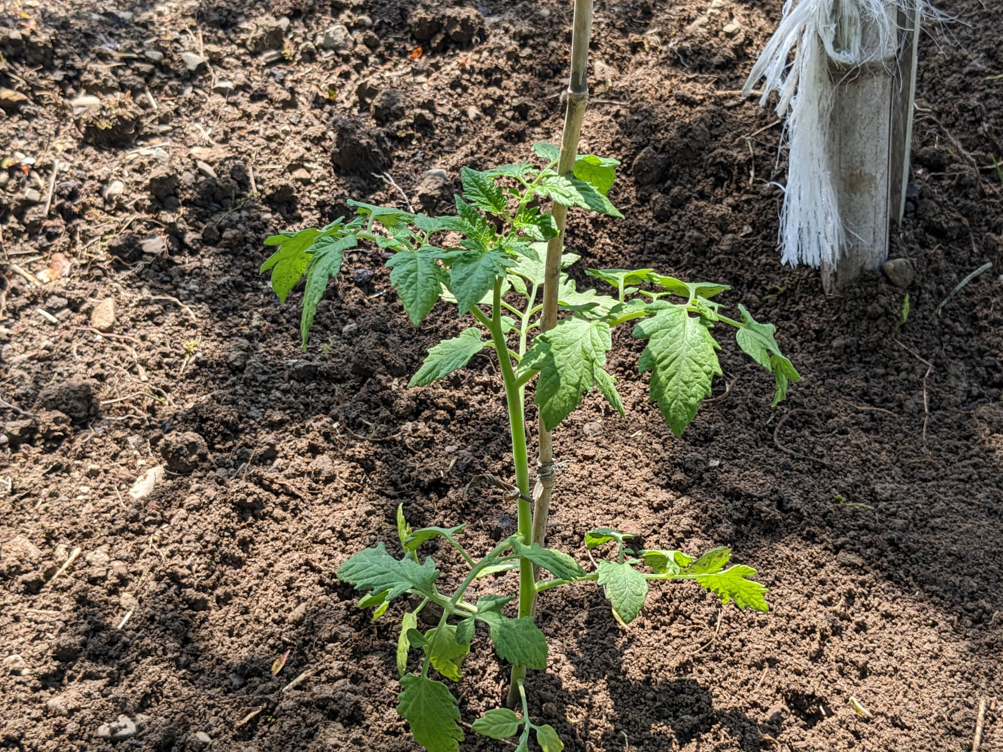 畑に植えた「あまぷる」の苗