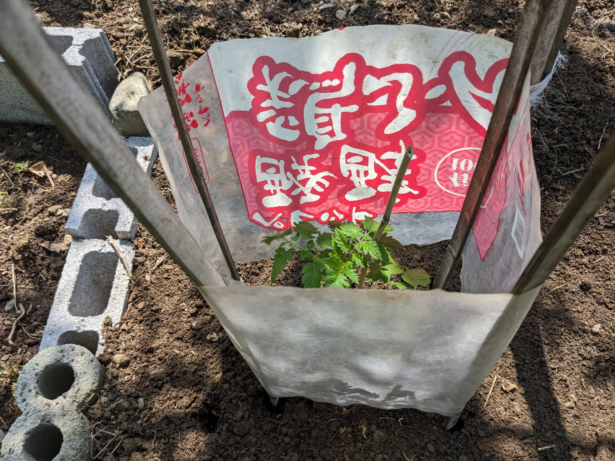 トマト苗に風よけ