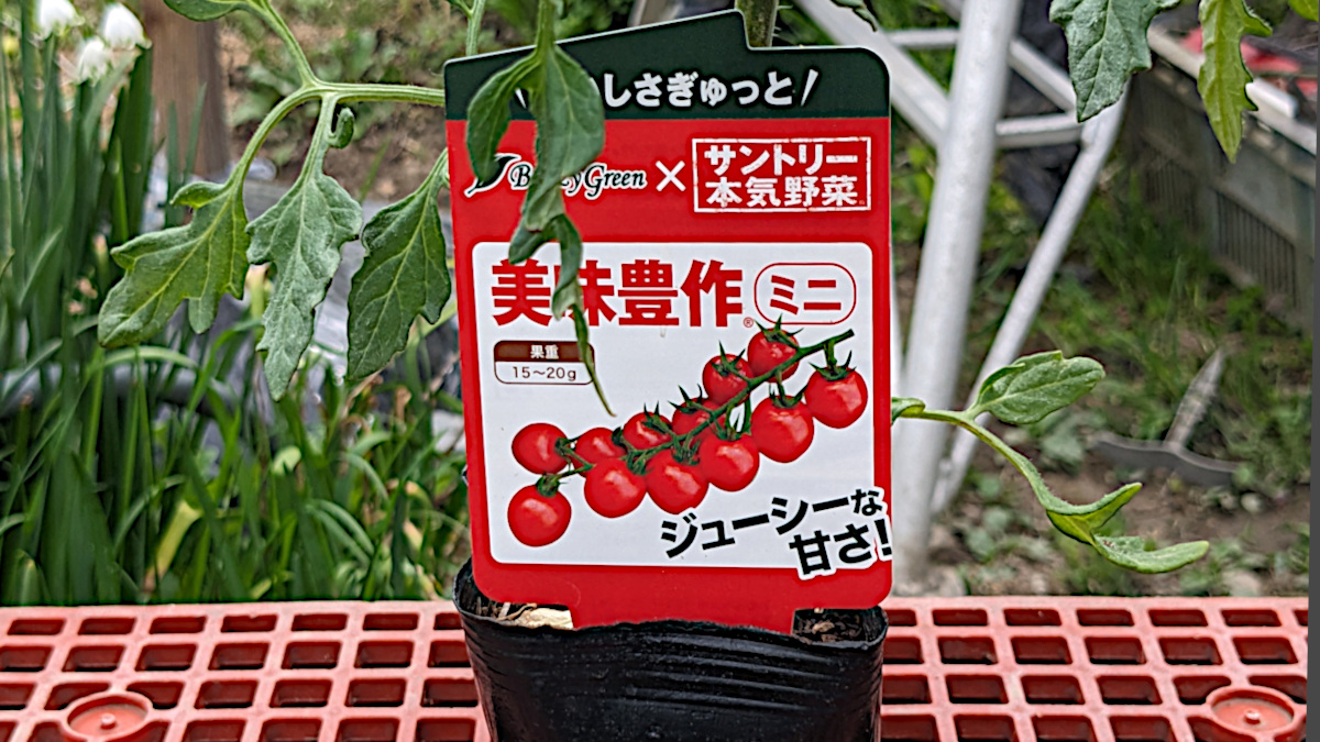 サントリーのトマト苗「美味豊作」購入してみた!