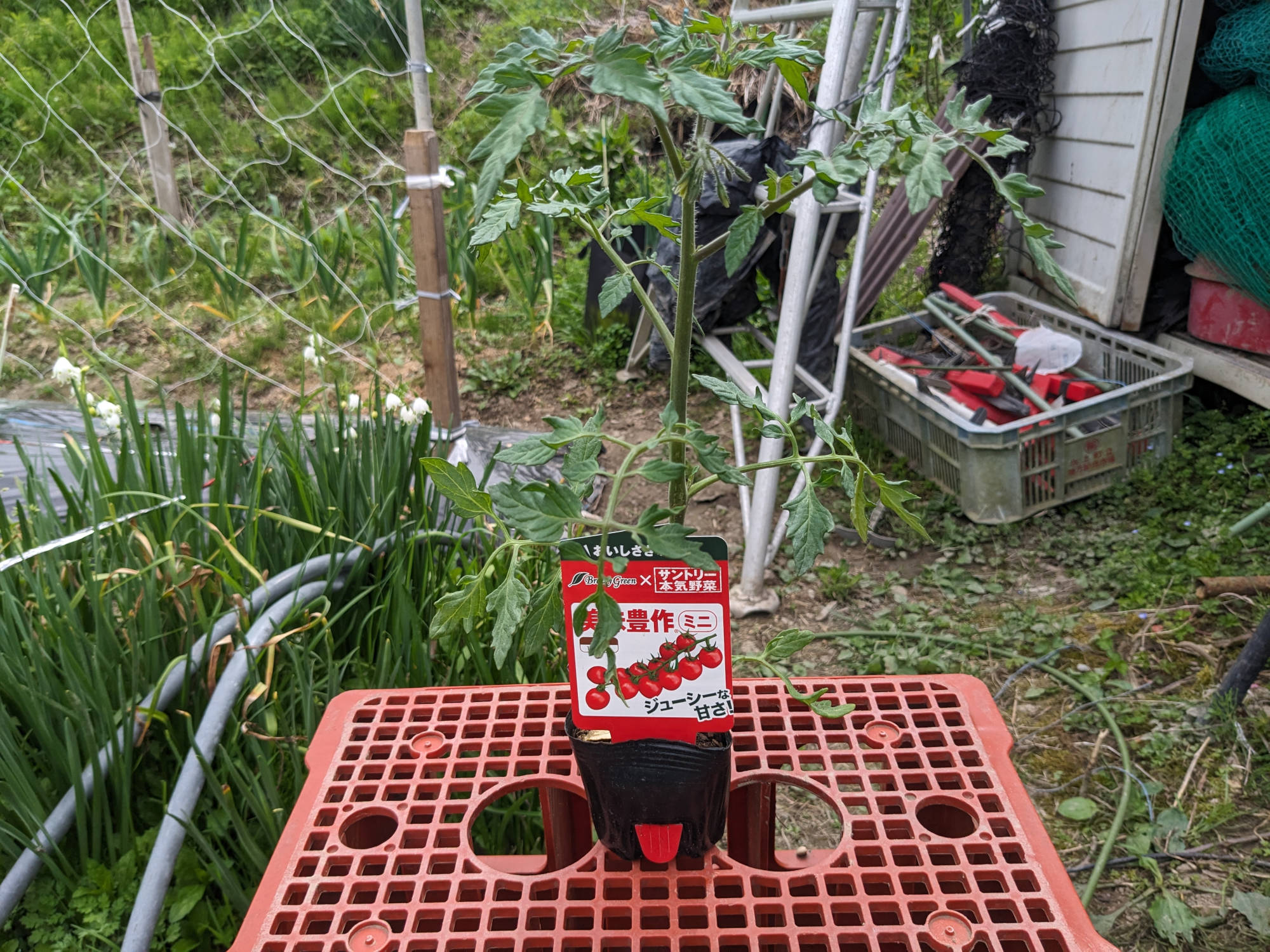 サントリー「美味豊作」