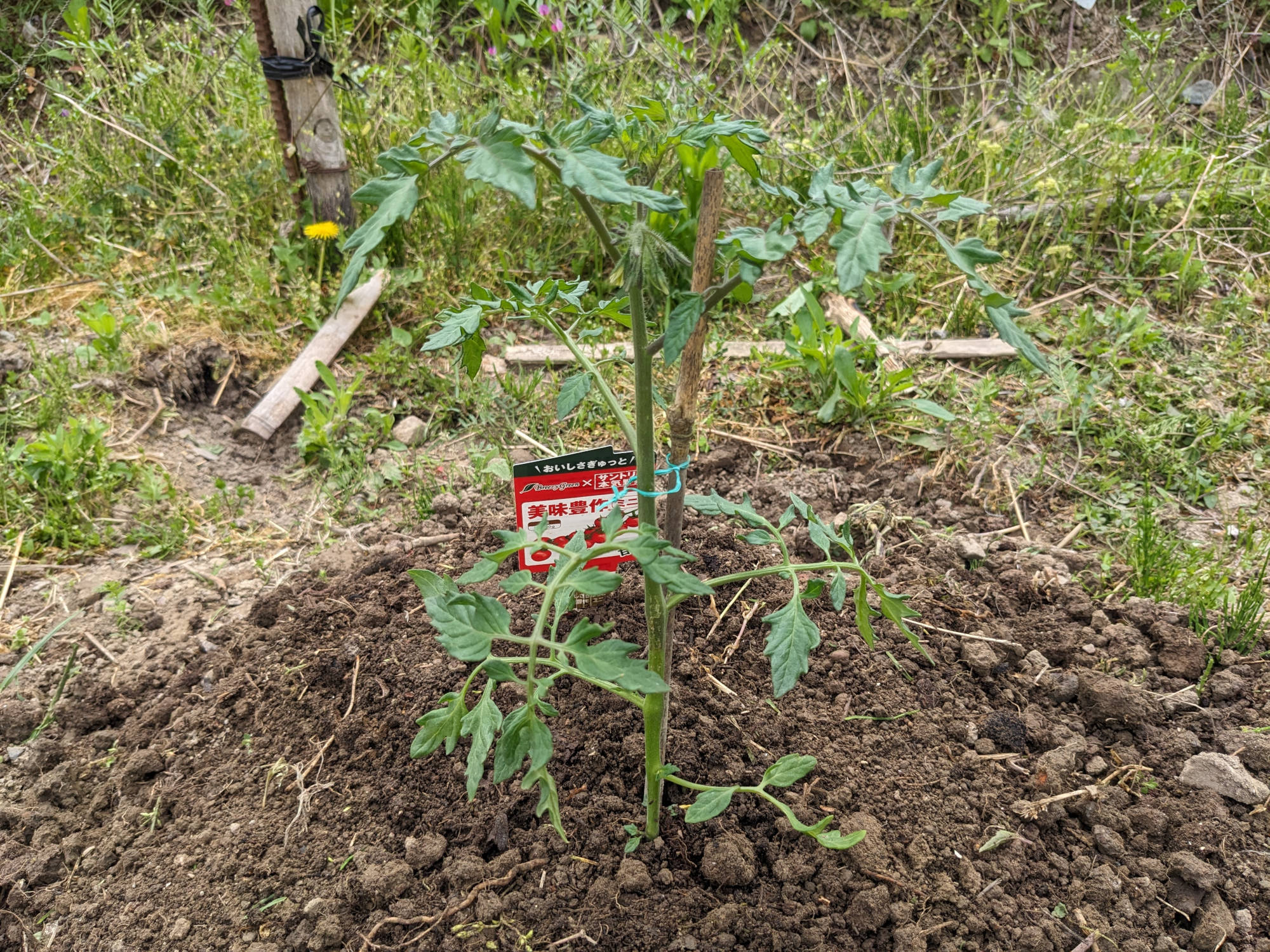 定植した美味豊作