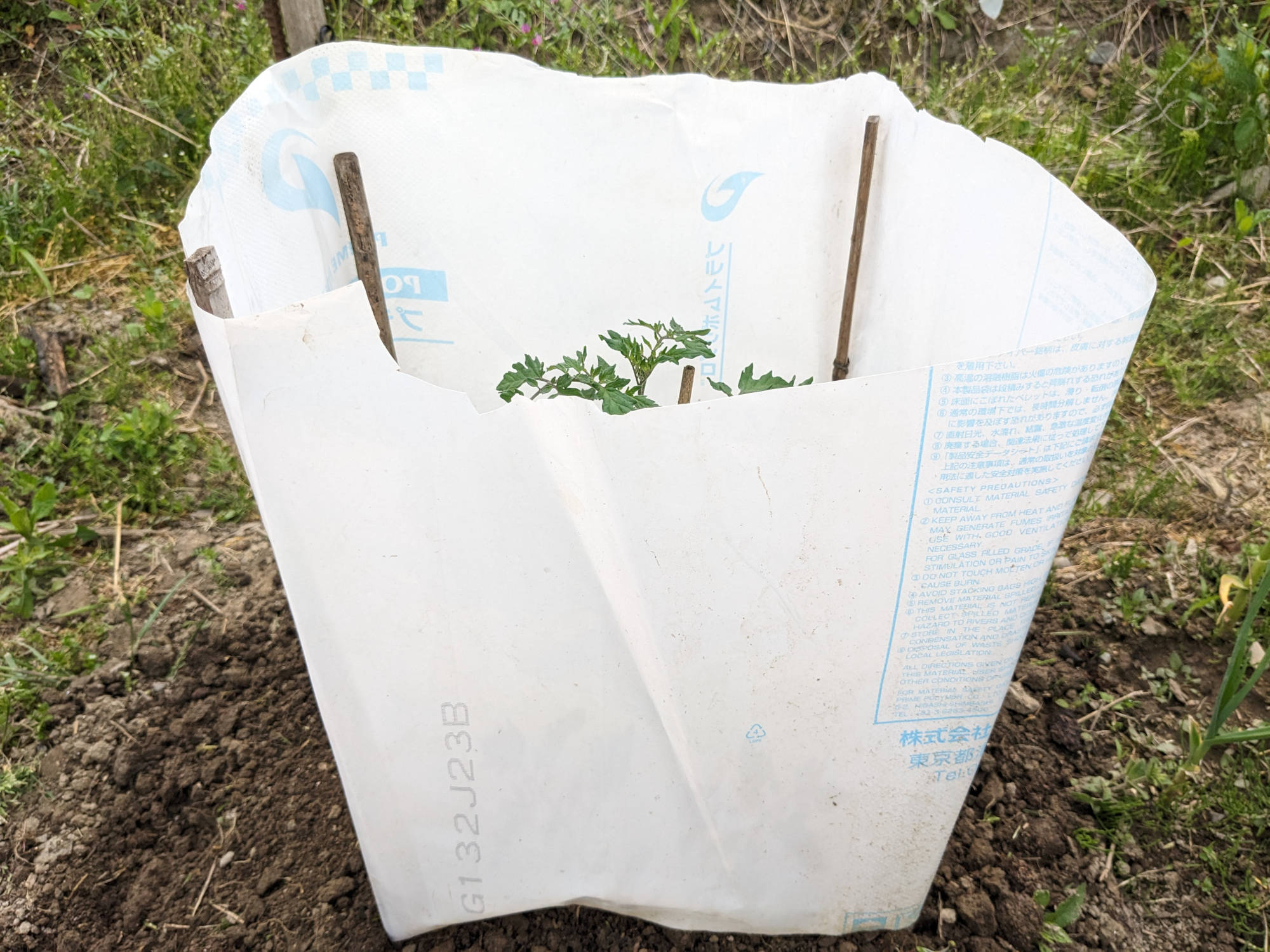 定植した美味豊作