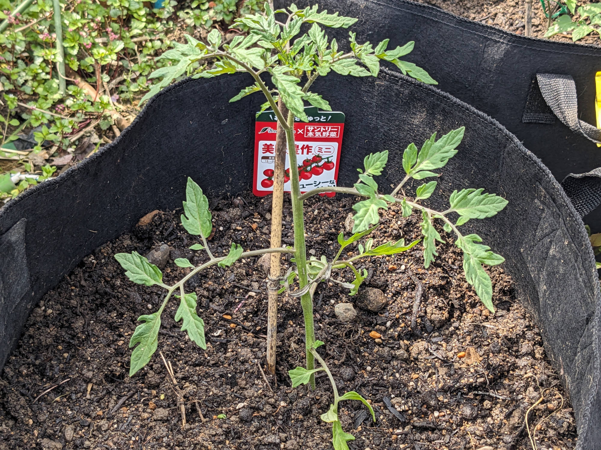 ポットに定植した美味豊作