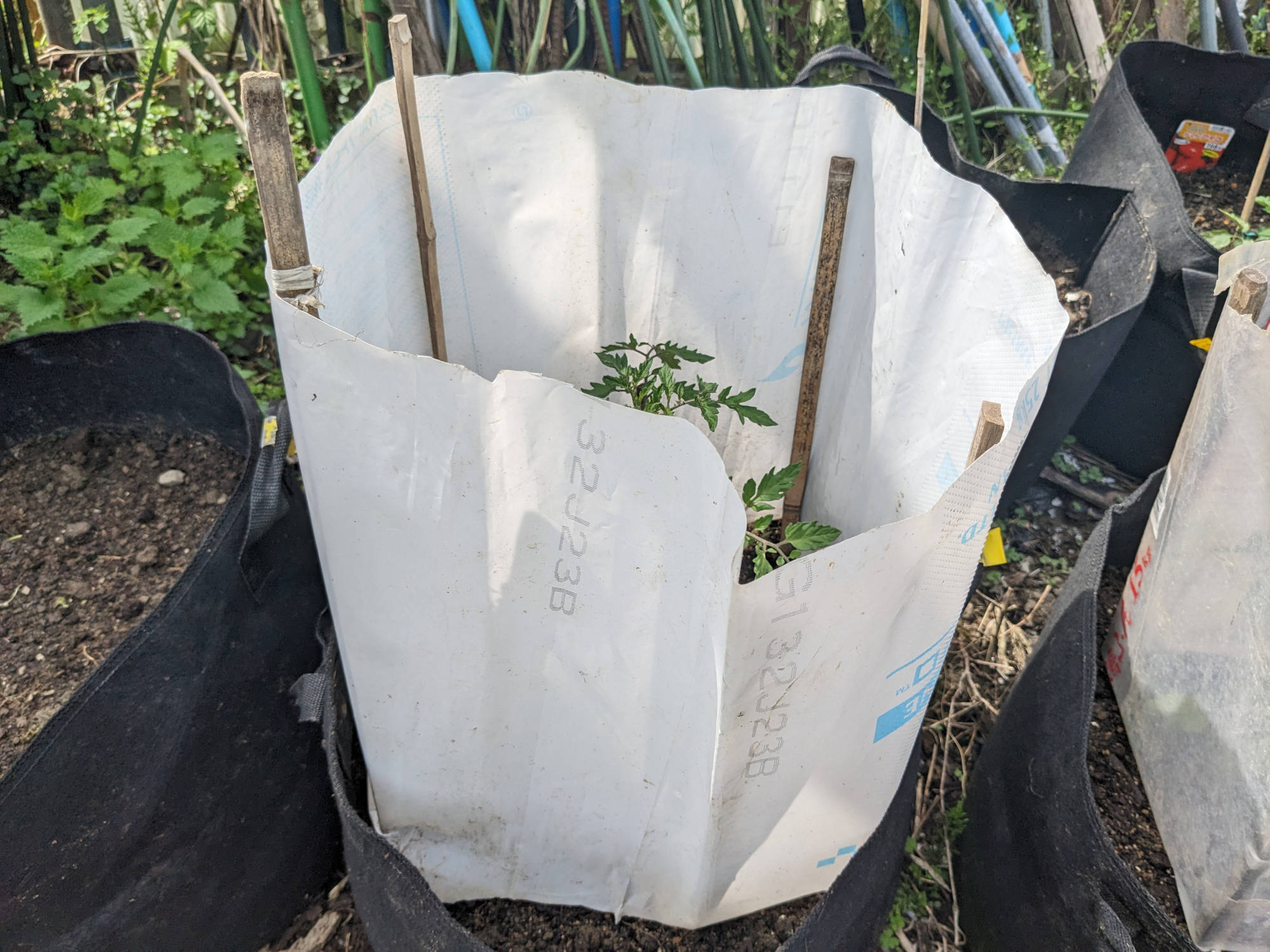 ポットに定植した美味豊作