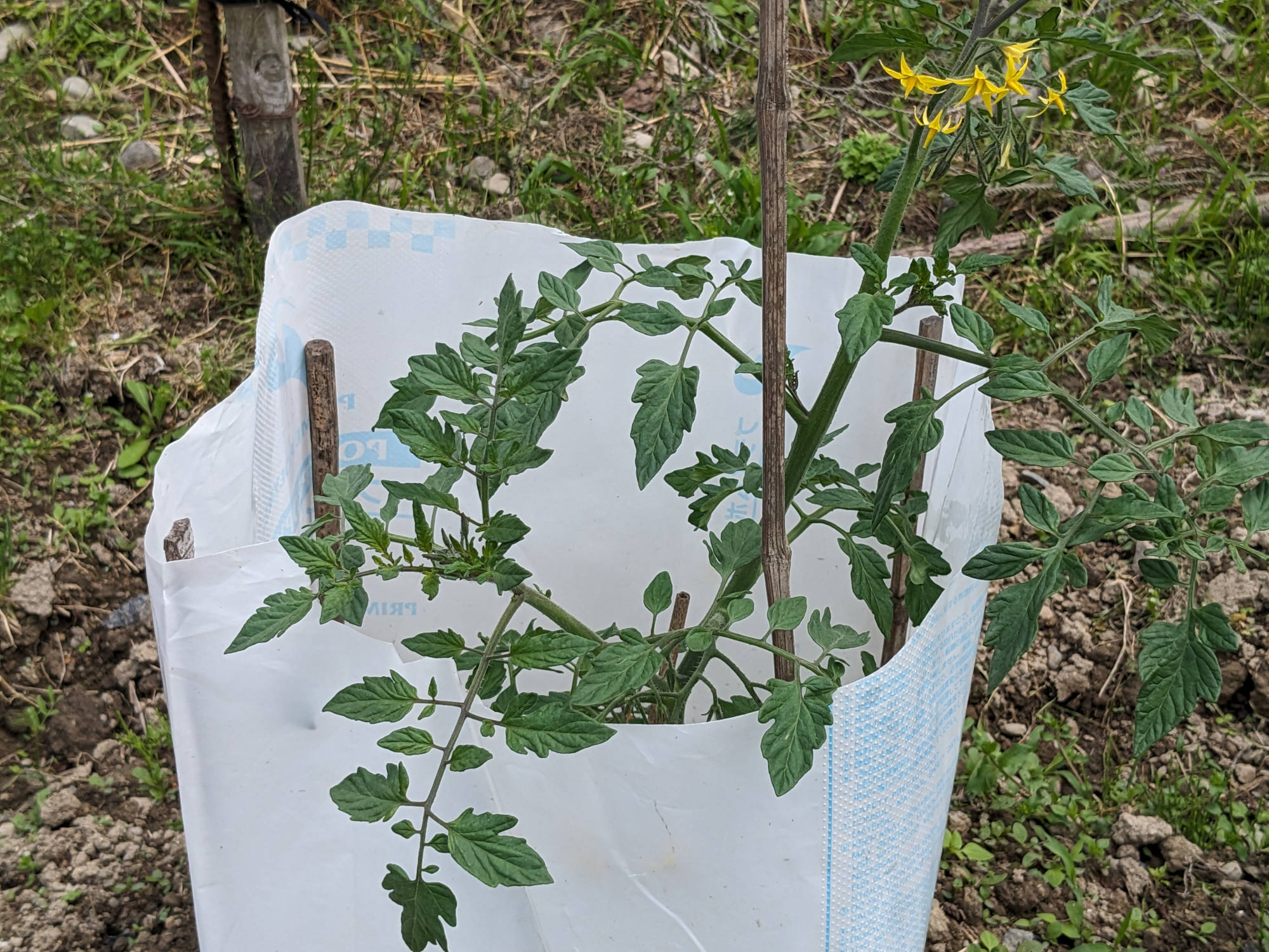 成長した美味豊作