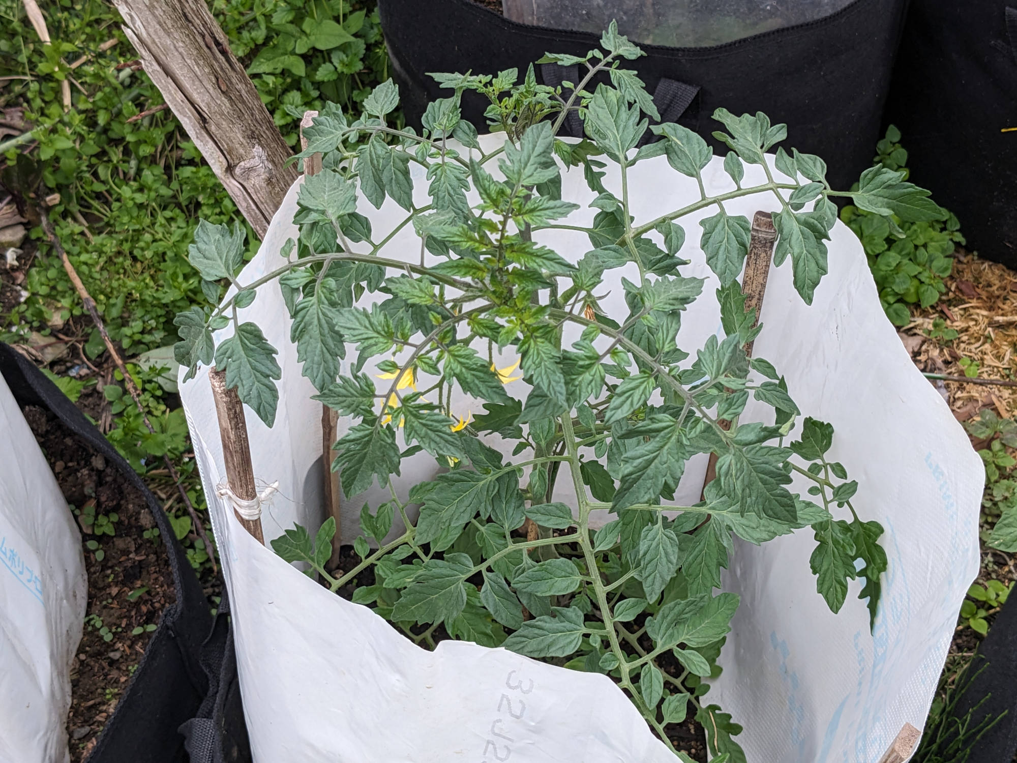 成長したポットの美味豊作