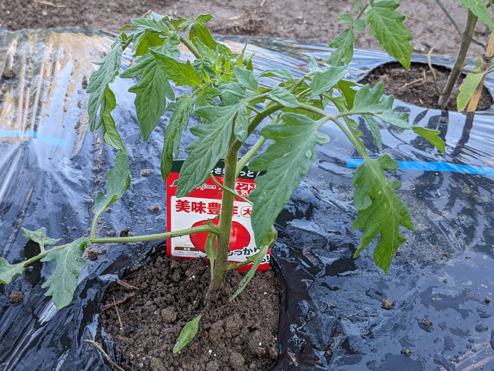 定植した美味豊作大玉