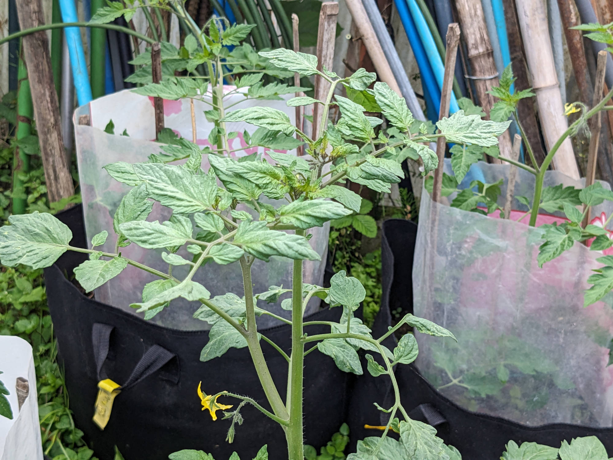 成長した美味豊作