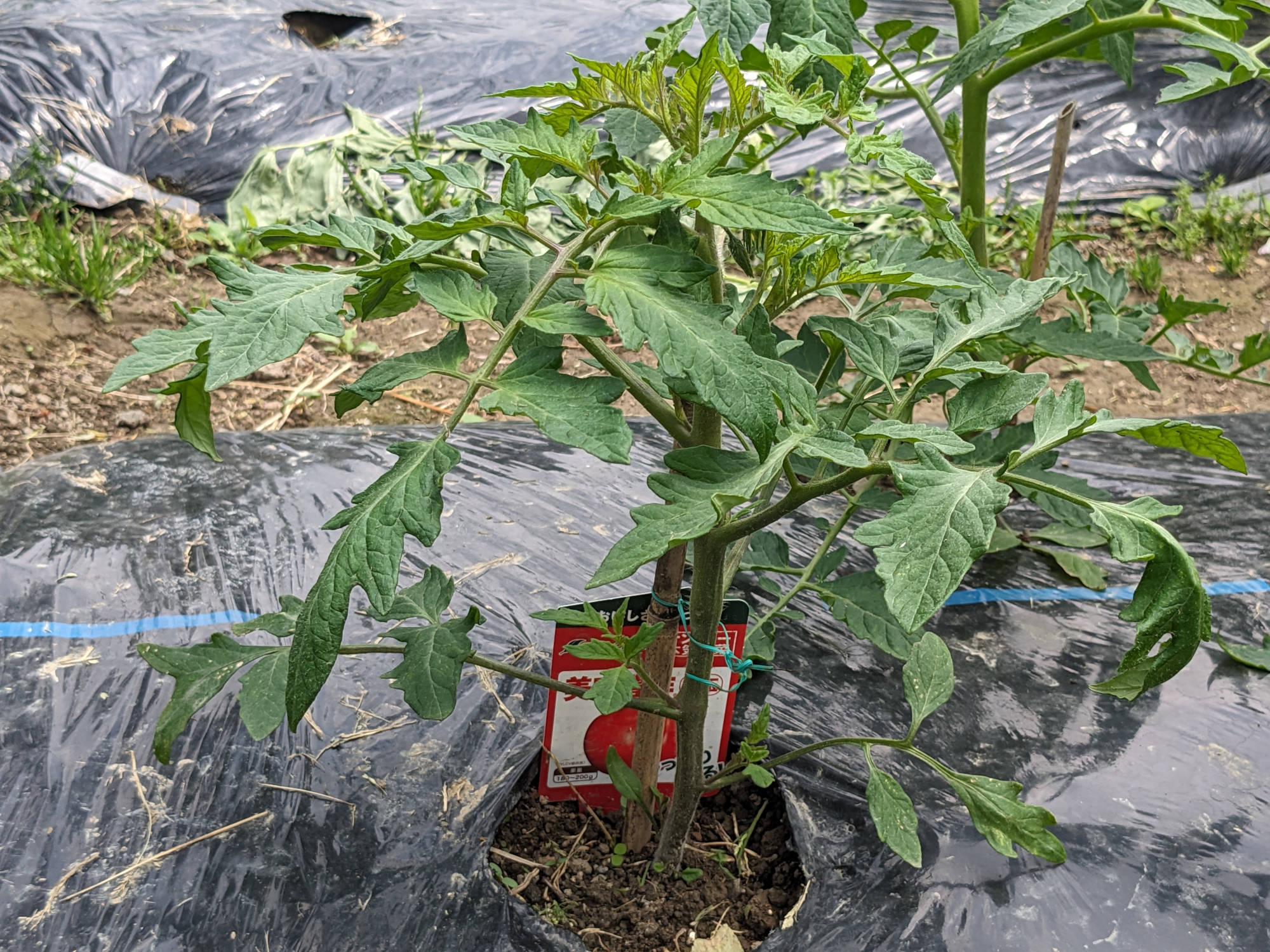 成長した美味豊作（大玉）