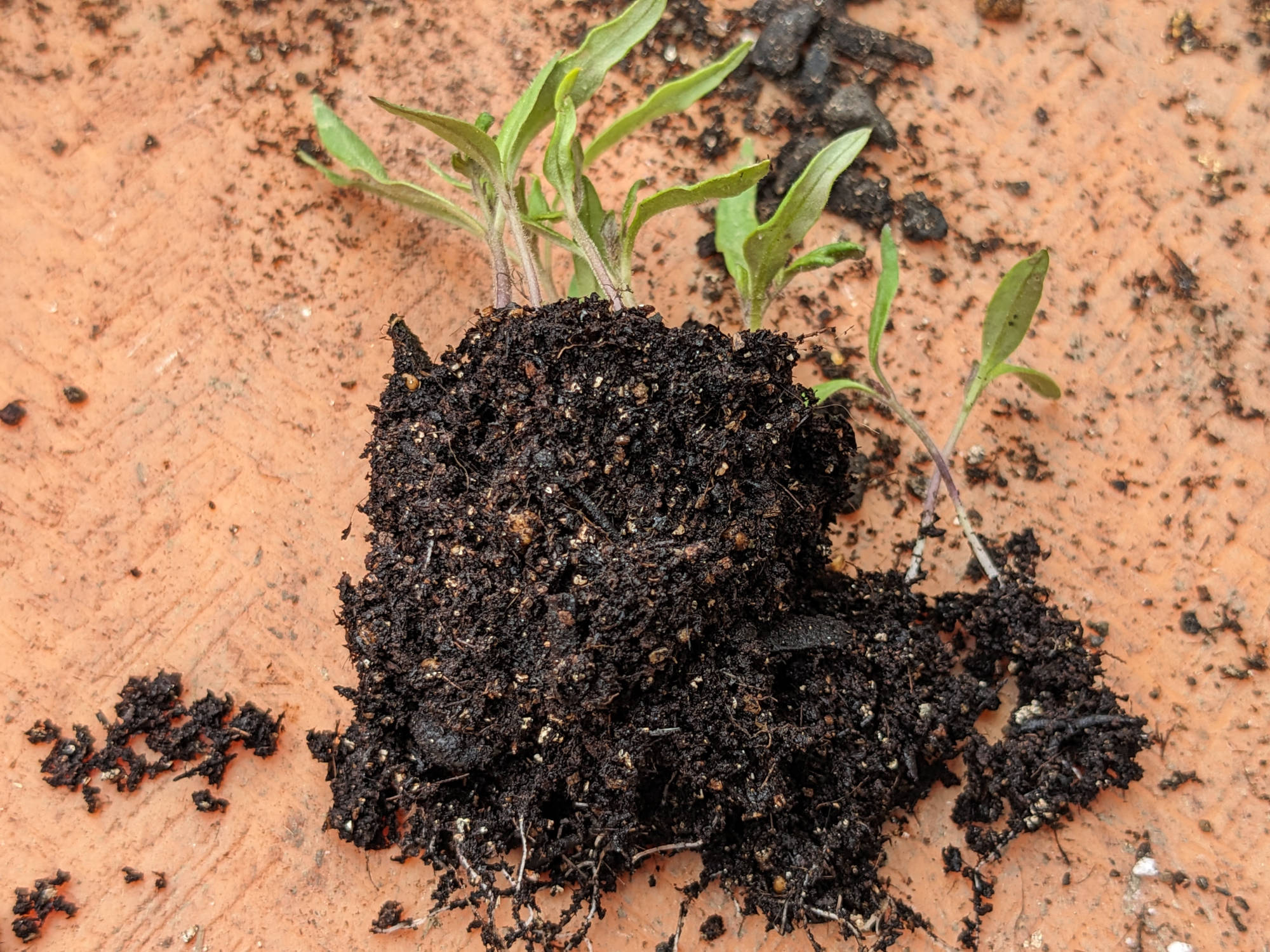ポットから取り出したトマトの苗