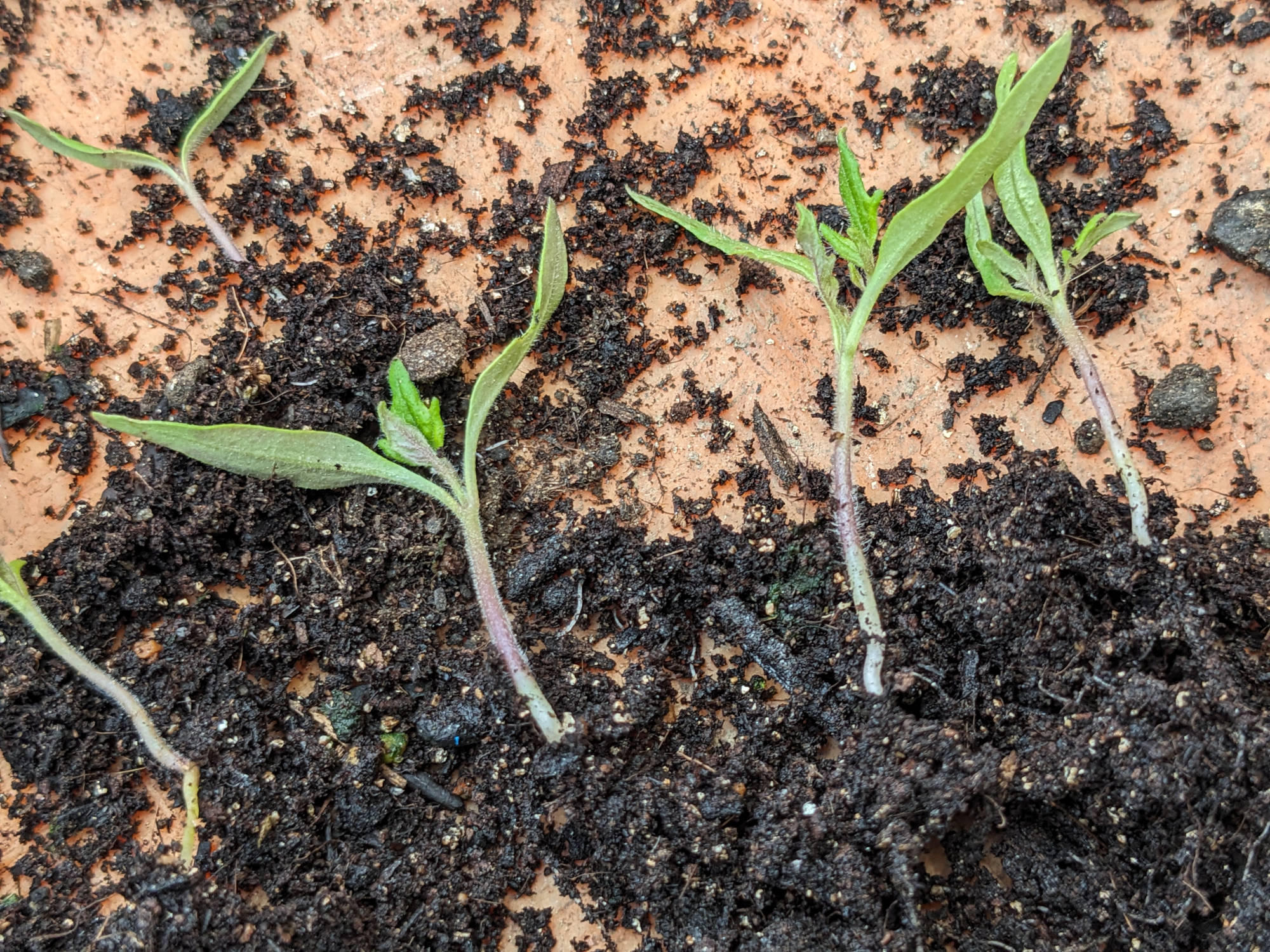 バラバラにしたトマトの苗