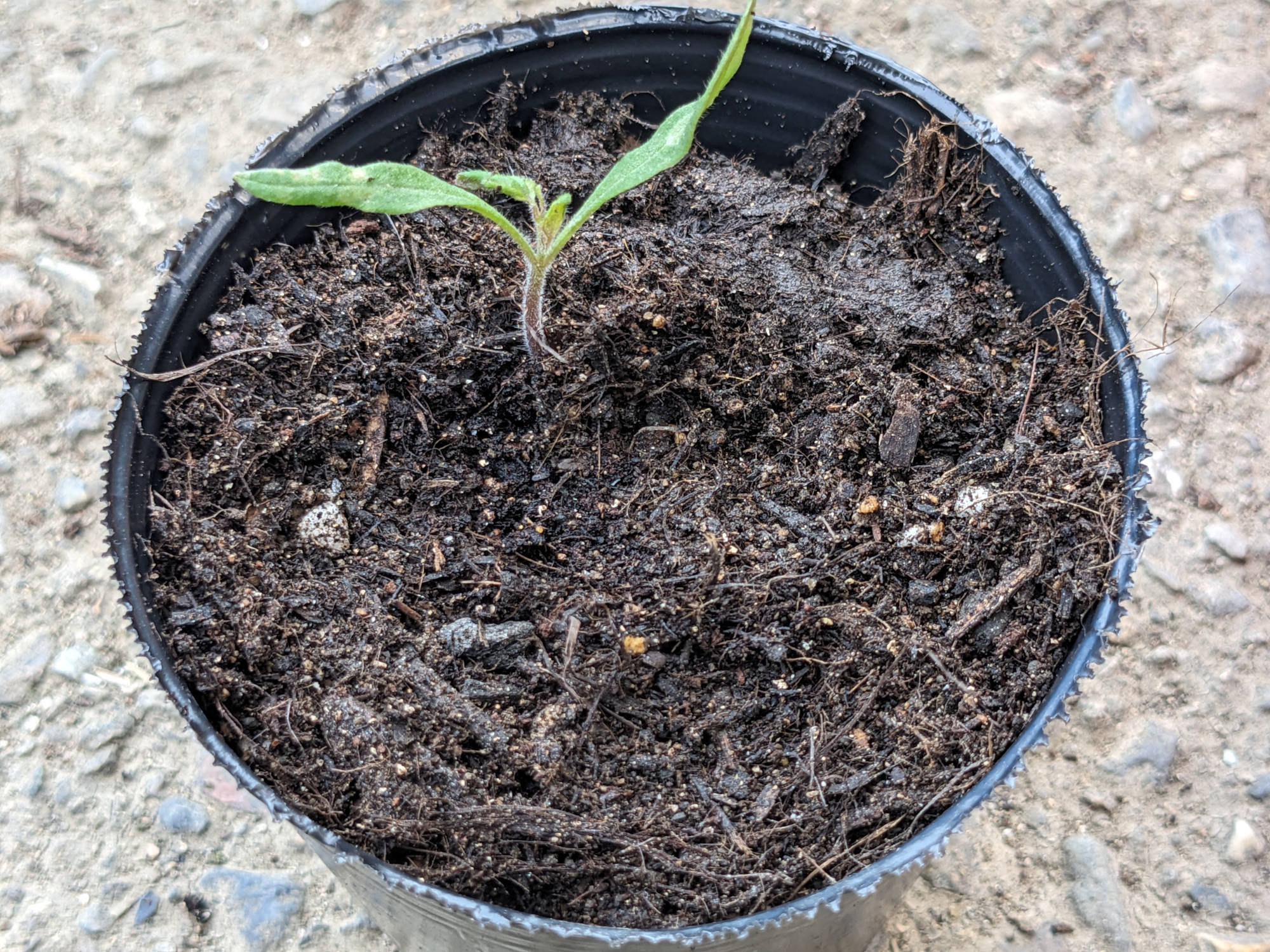 鉢上げしたトマトの苗