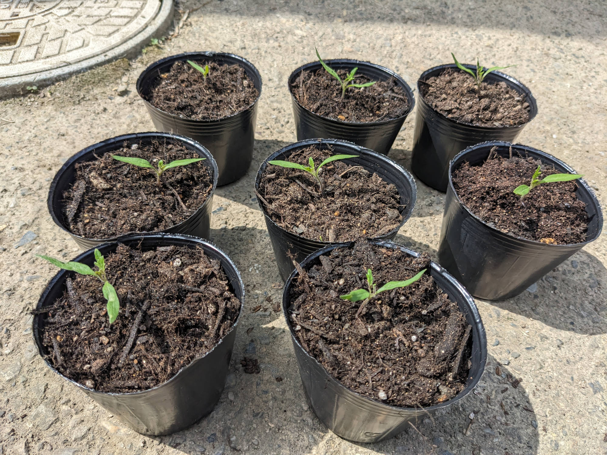 鉢上げしたトマトの苗