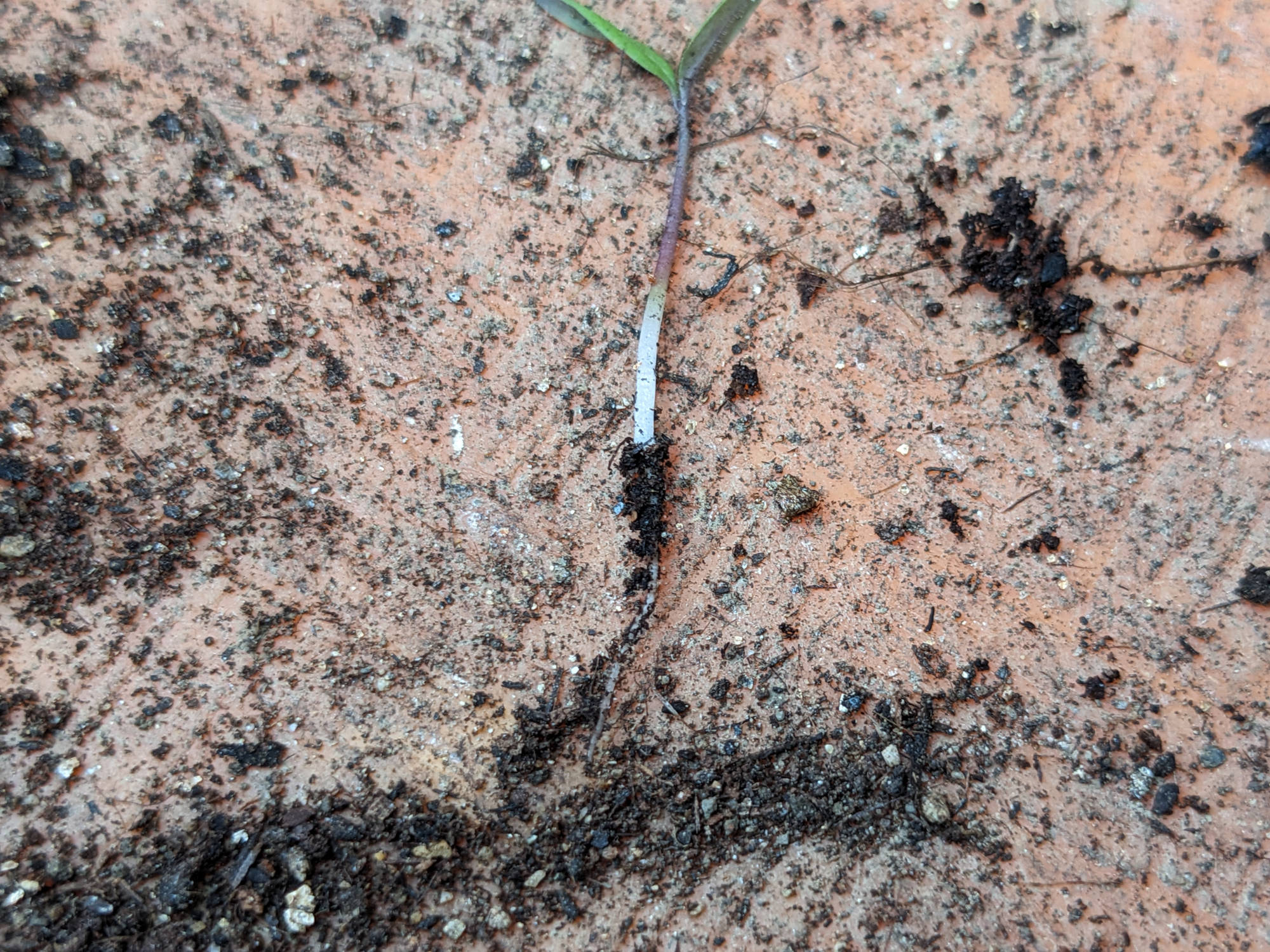 根の切れたトマトの苗