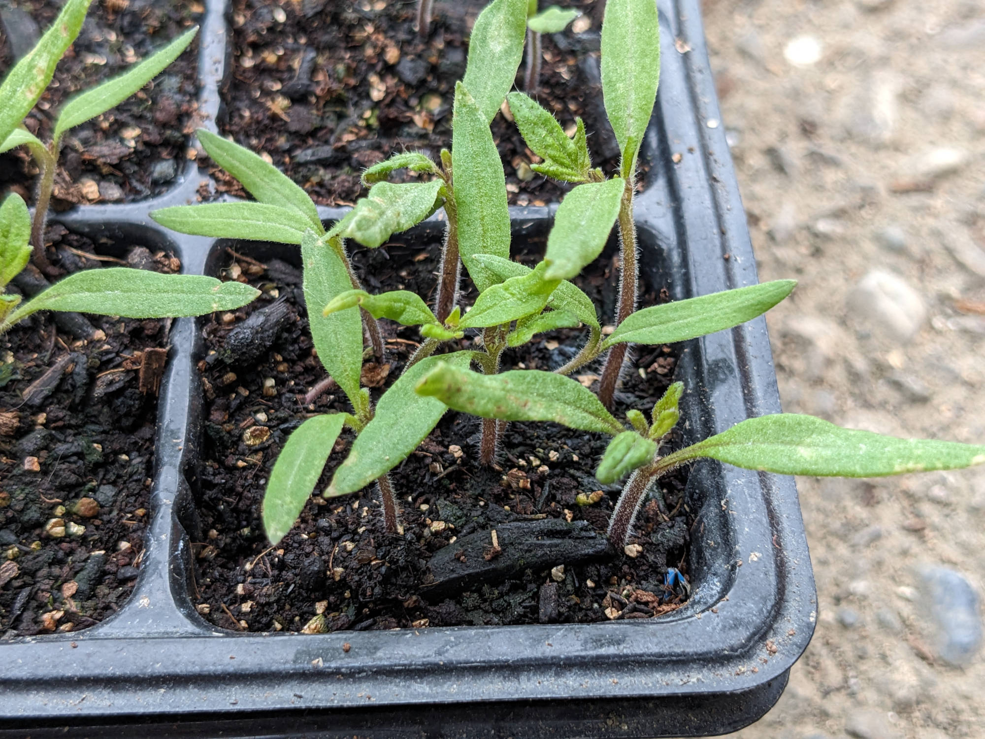 本葉が2、3枚のトマトの苗