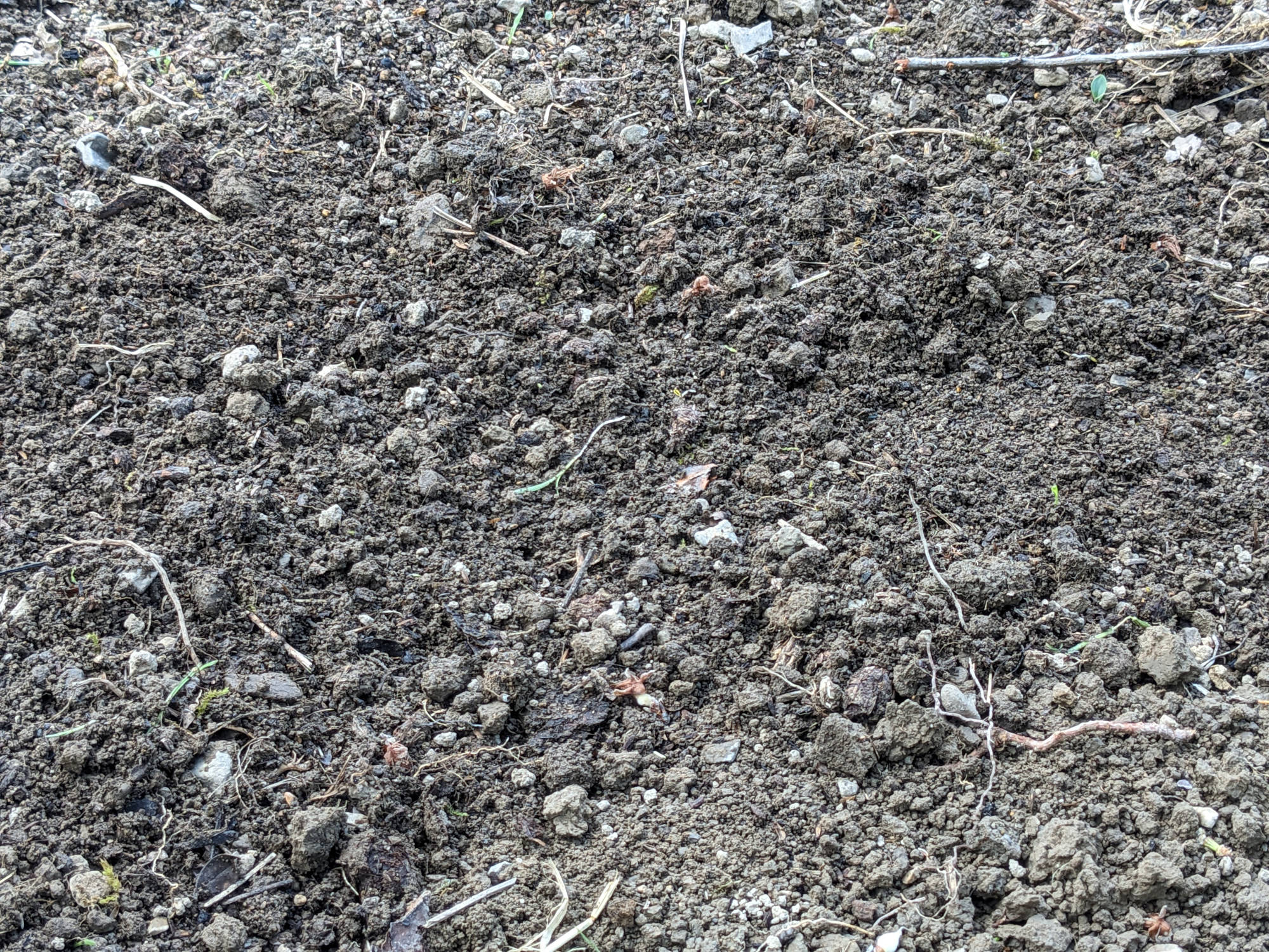 トマトの苗を植える場所