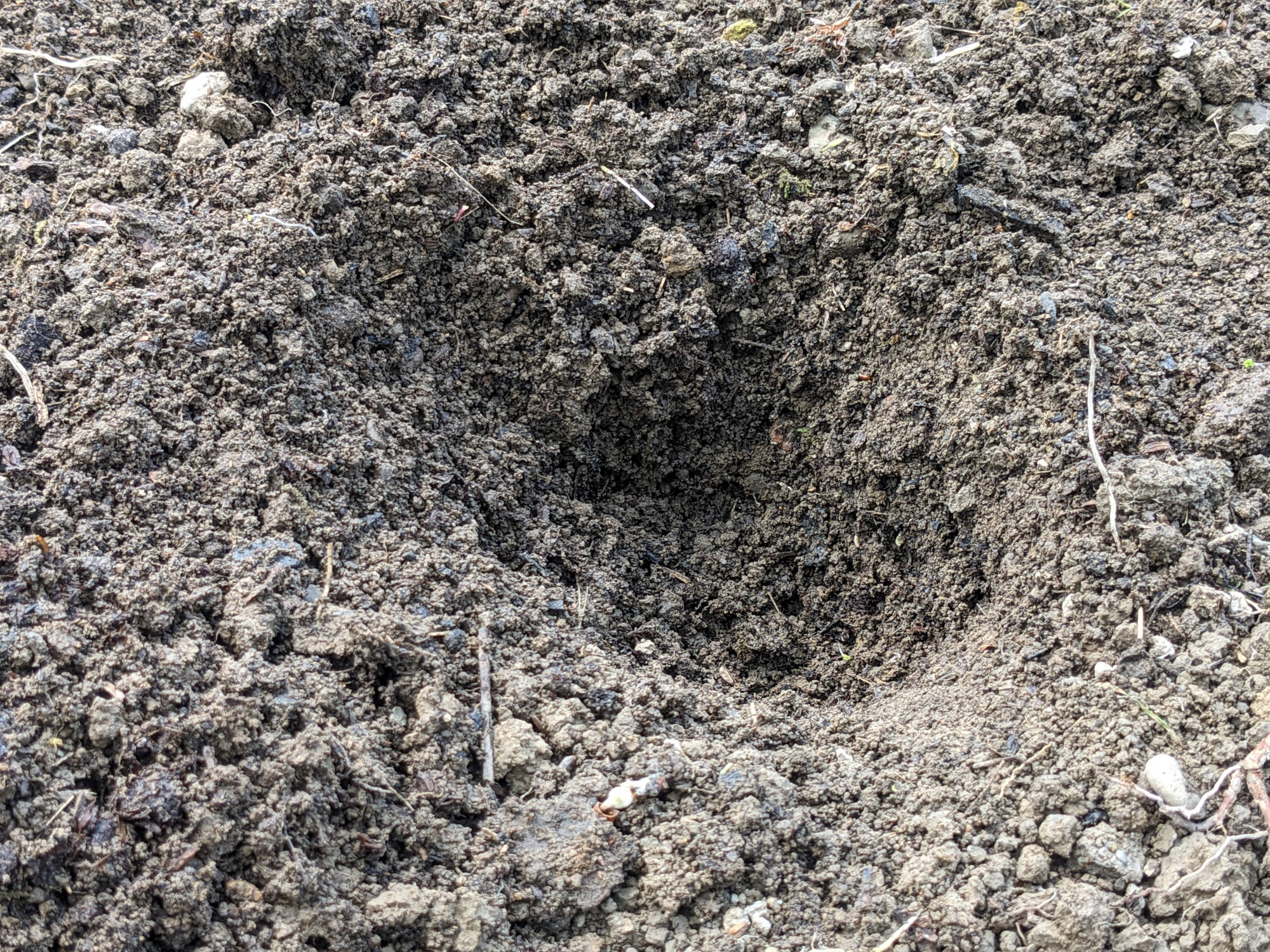 土壌に穴を掘る