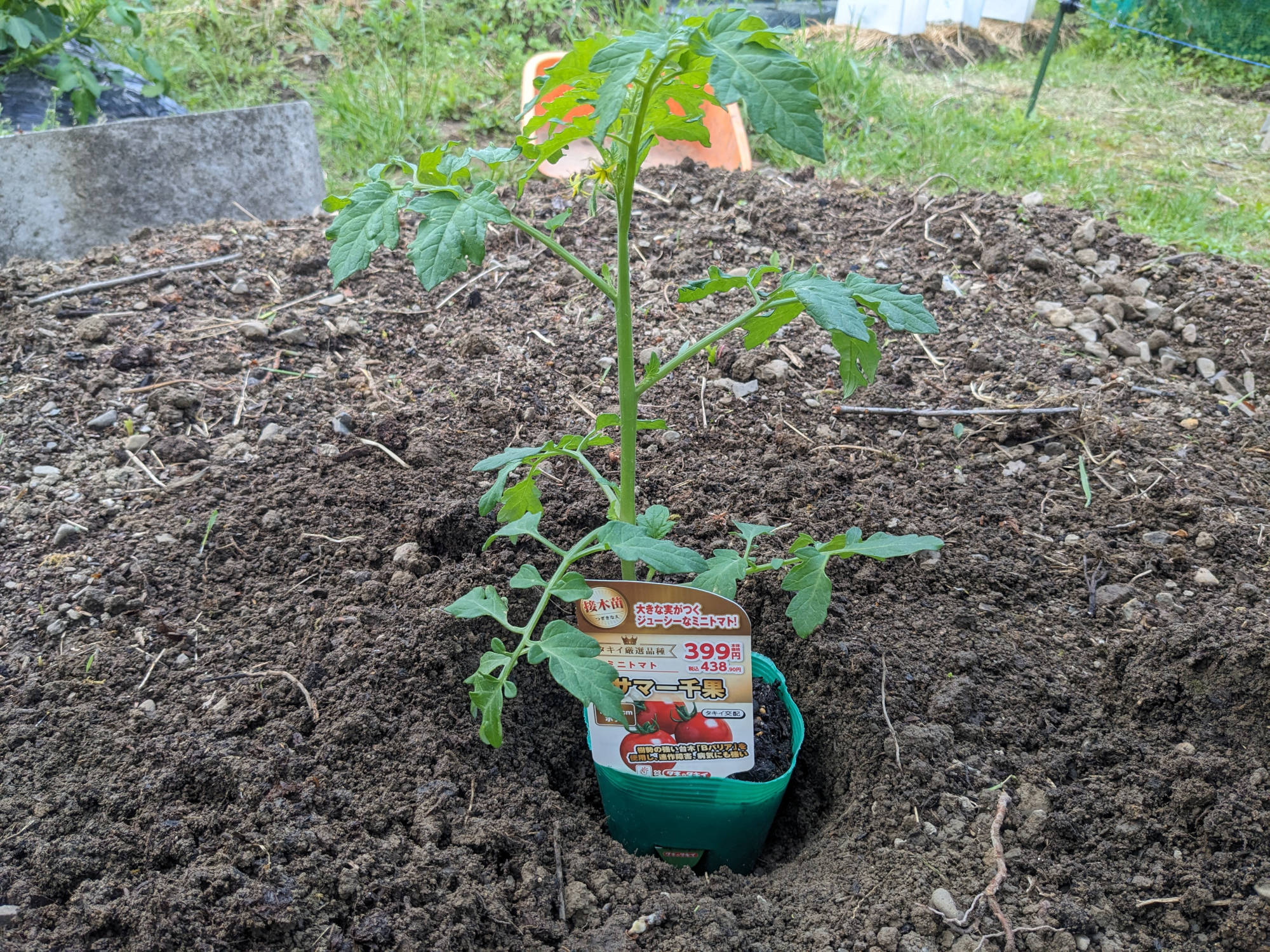 トマト苗のポットを穴に入れる