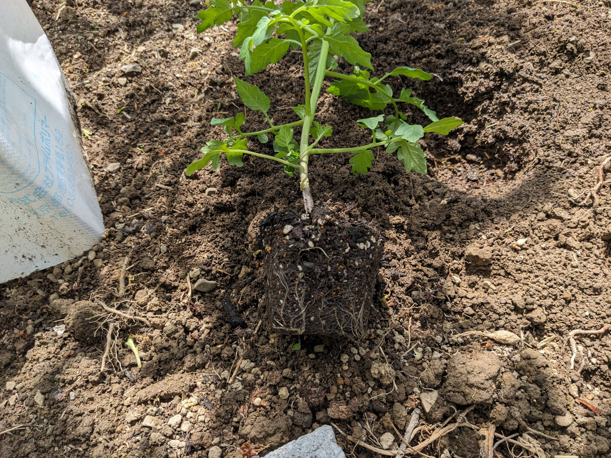 ポットから出したトマト苗