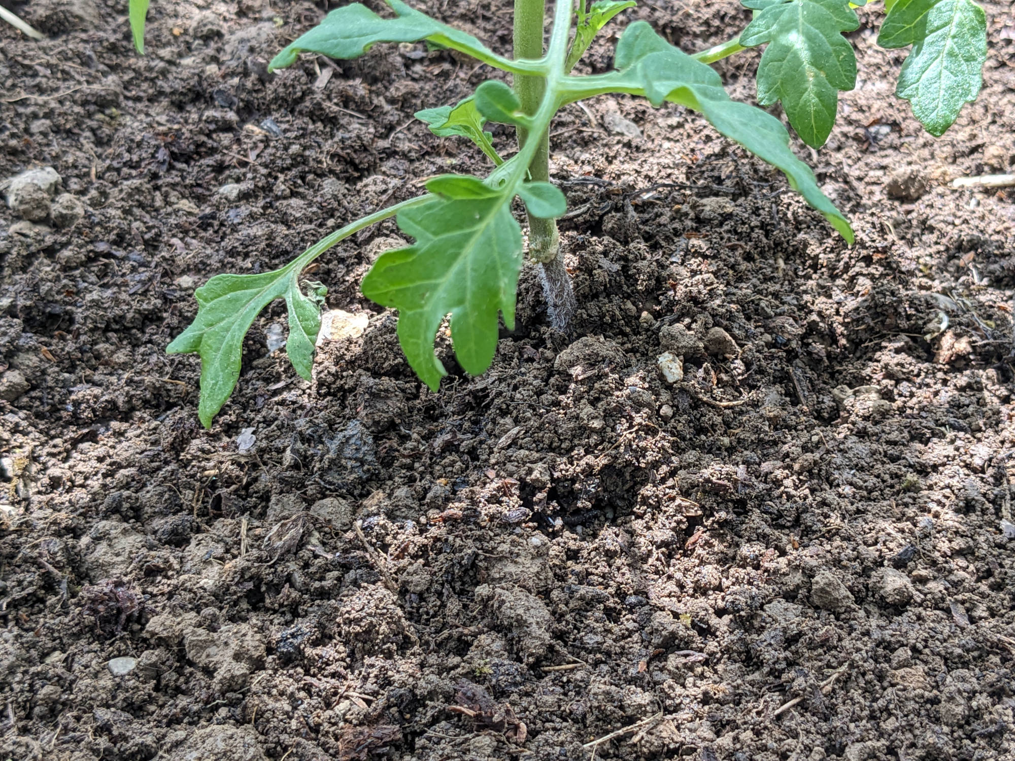 苗の周りの土を固める